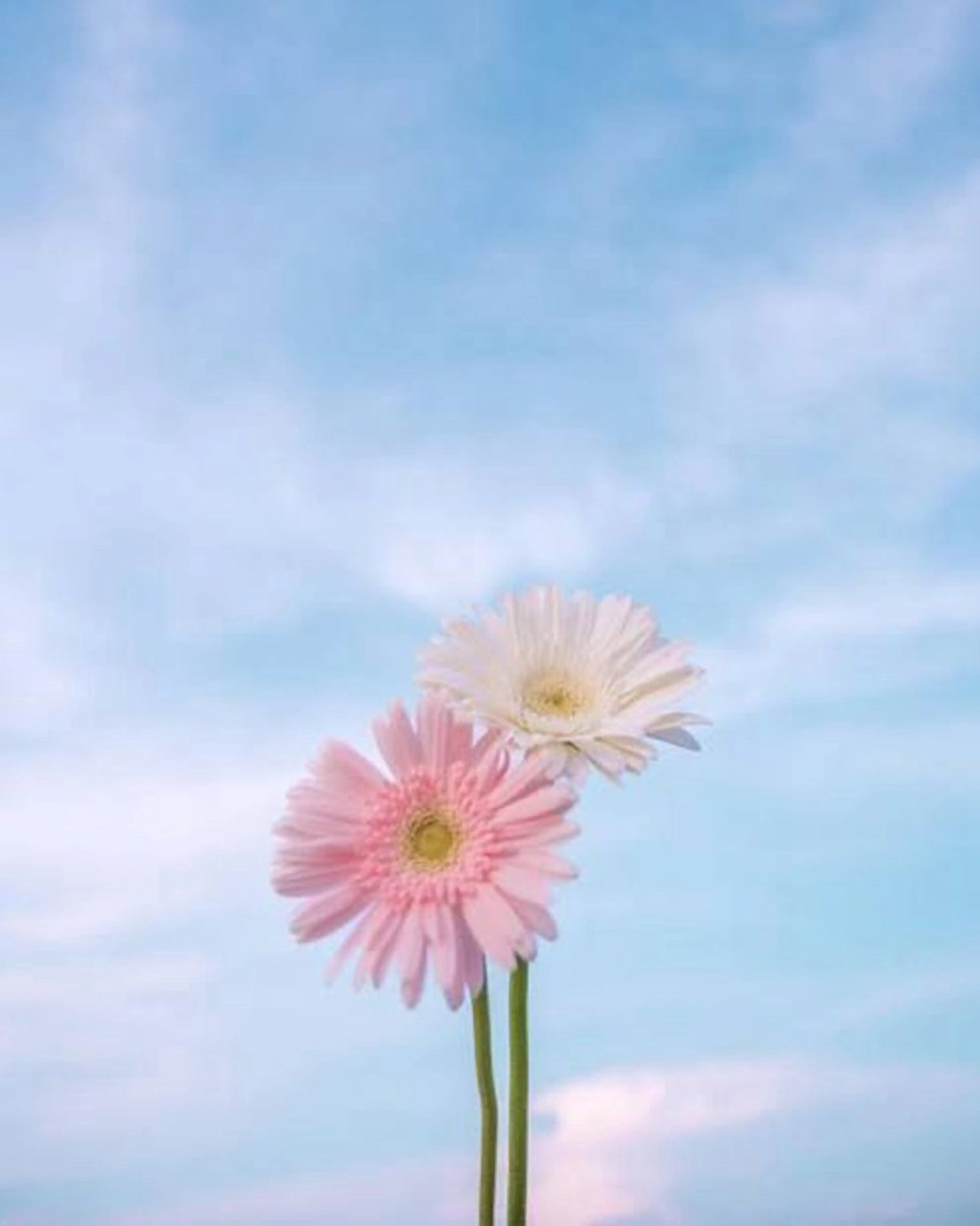 🌼二本柳 🌼のヘアスタイル