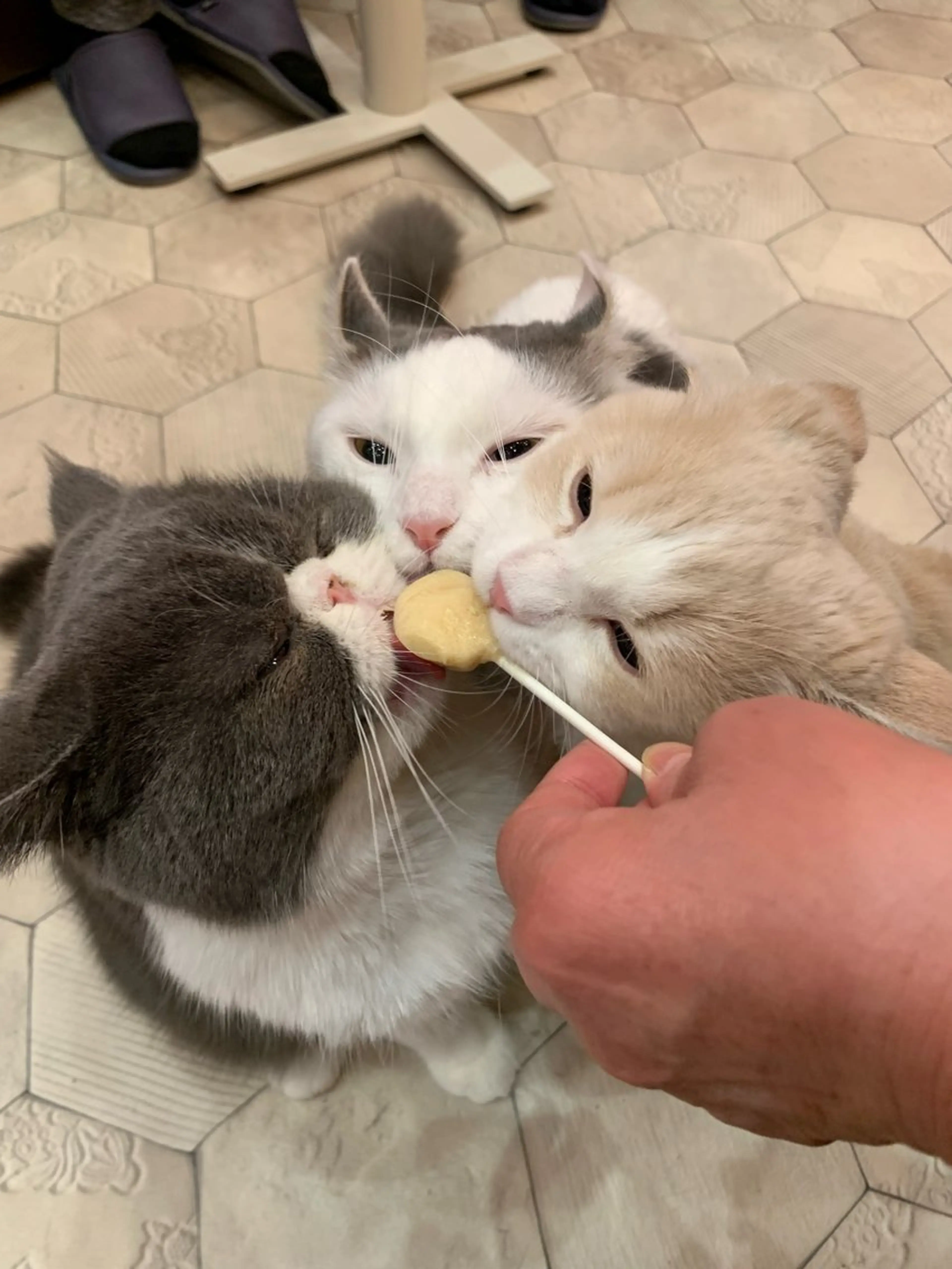 ショート トリートメント ORGA所属・飯塚 朋代のヘアスタイル