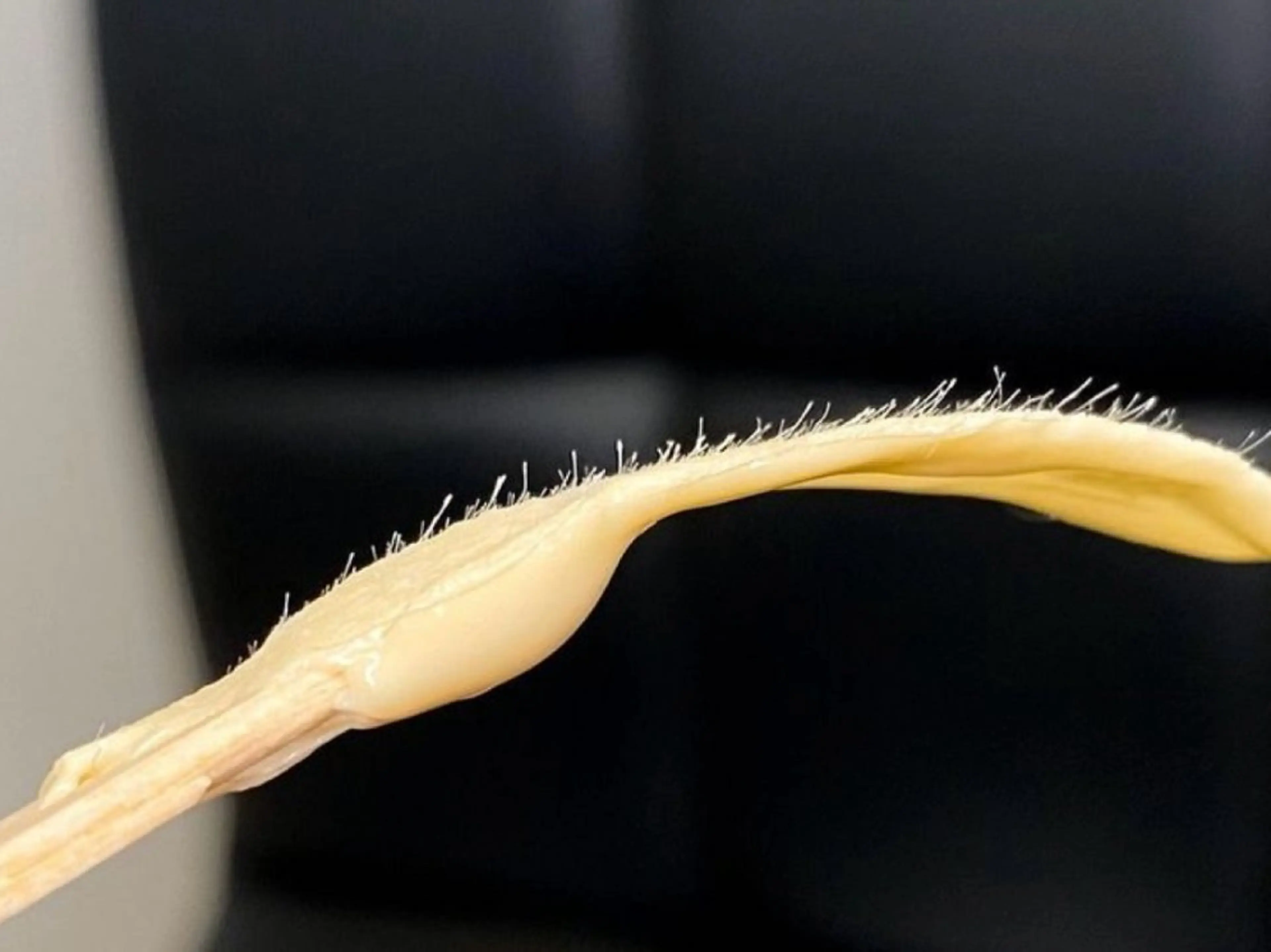 メンズ アイブロウ athomesalonCiage.所属・長尾 実咲の眉毛・アイブロウイメージ