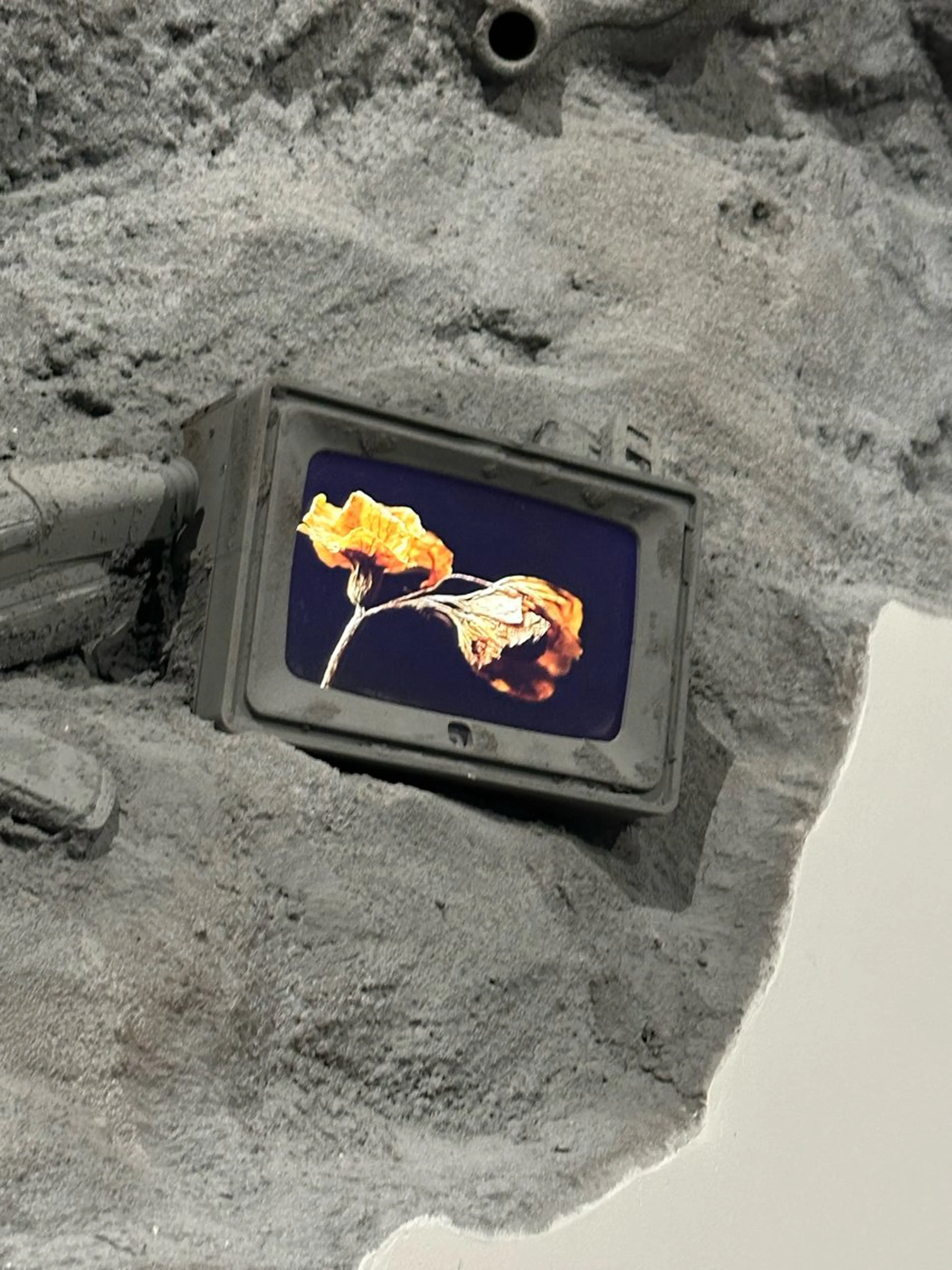 カラー 和田 あおいのヘアスタイル