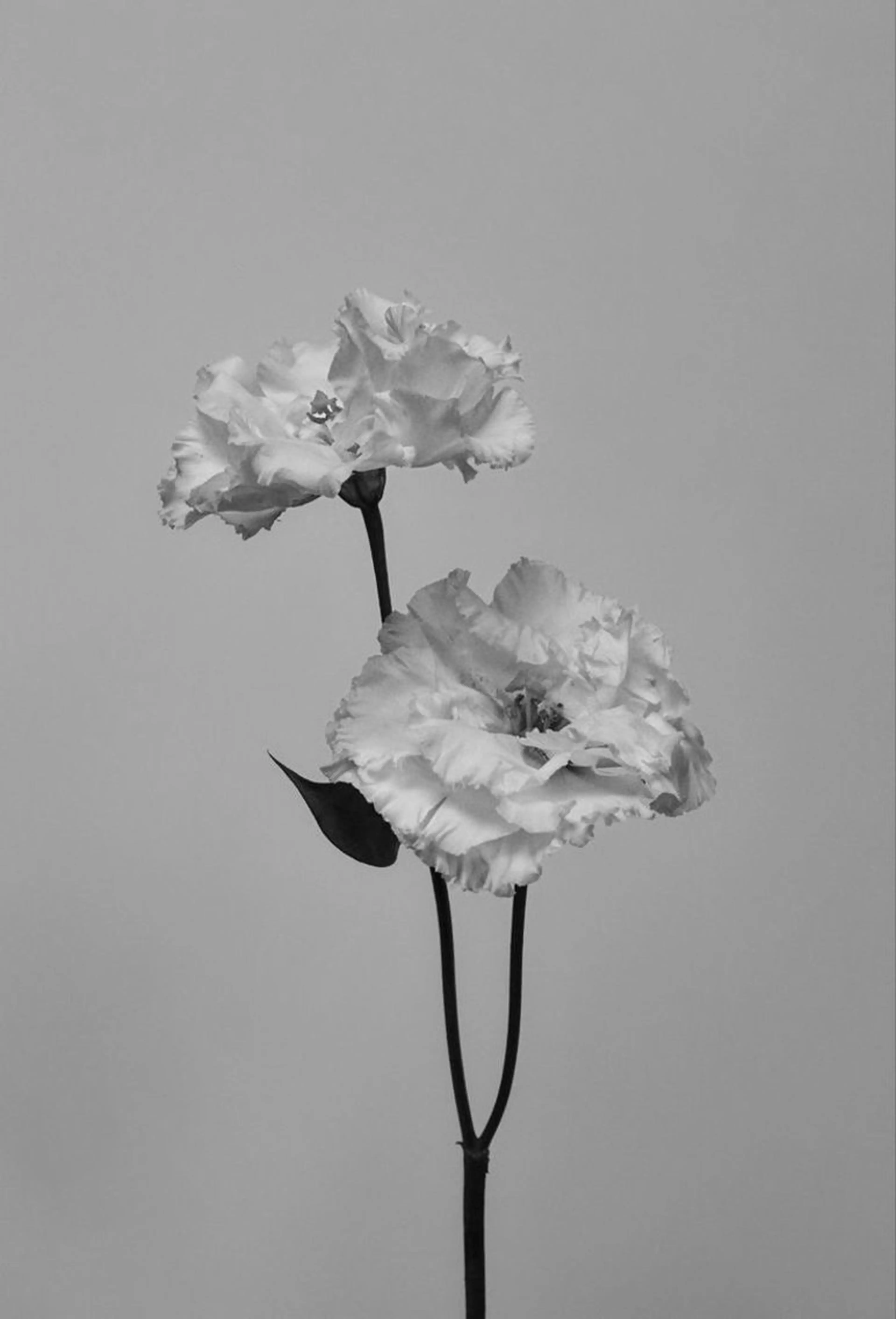 マツエク・マツパ eyelash✨🫧 Saki🌙.*･ﾟのマツエク・マツパデザイン