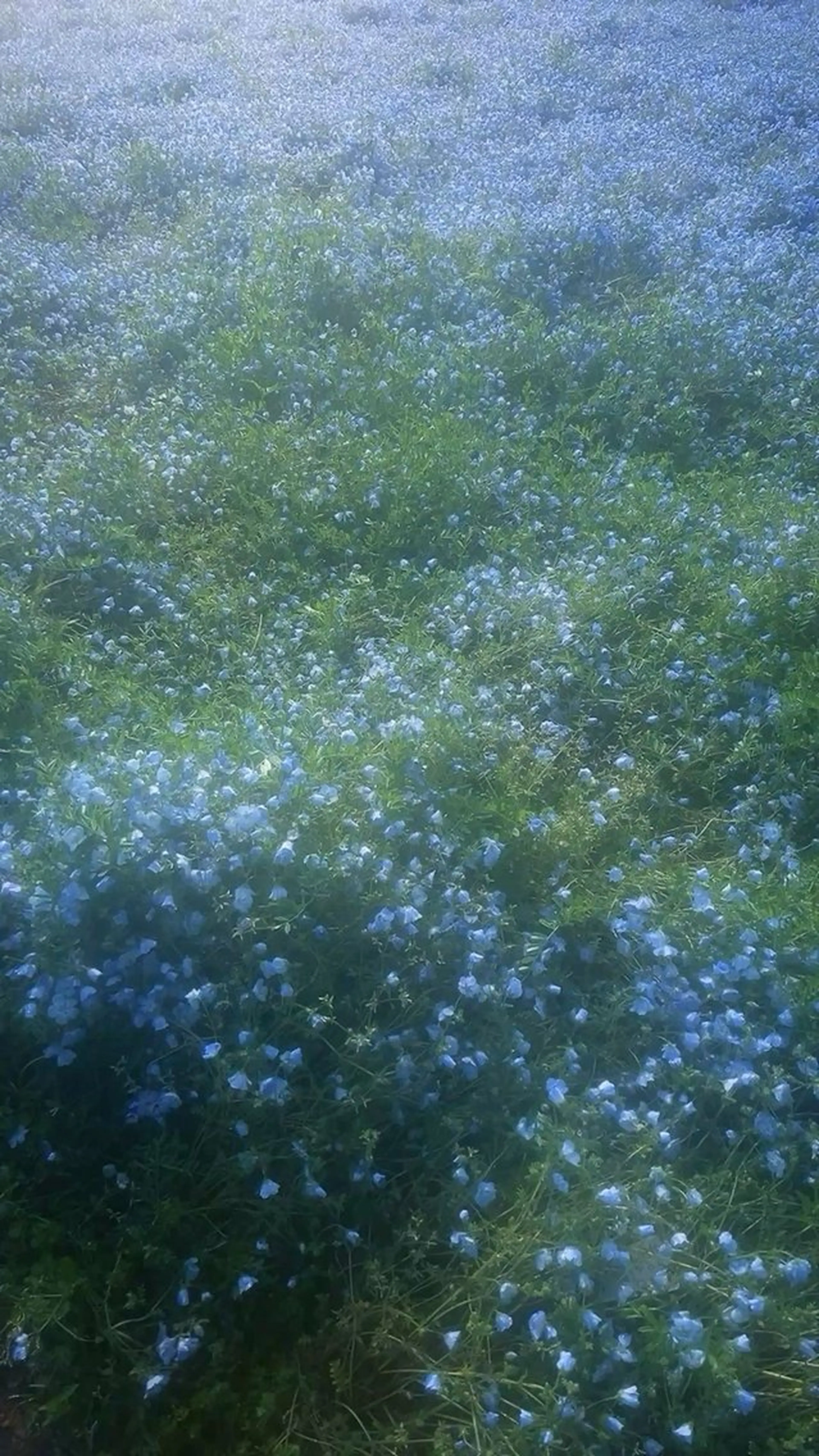 マツエク・マツパ 🩶mila新宿 /nanakoのマツエク・マツパデザイン