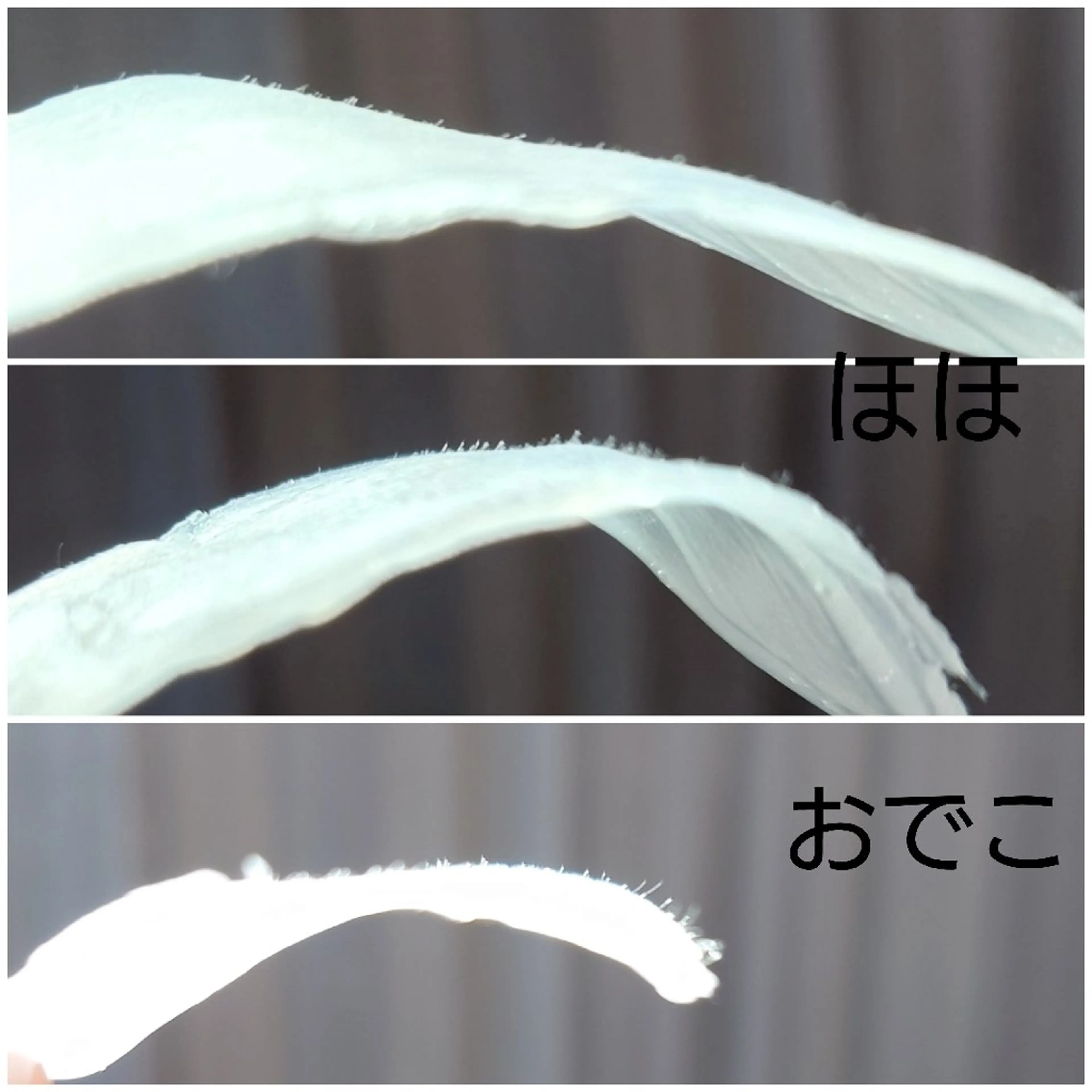 ワックスのお家サロン Rimmelのエステ・リラクイメージ