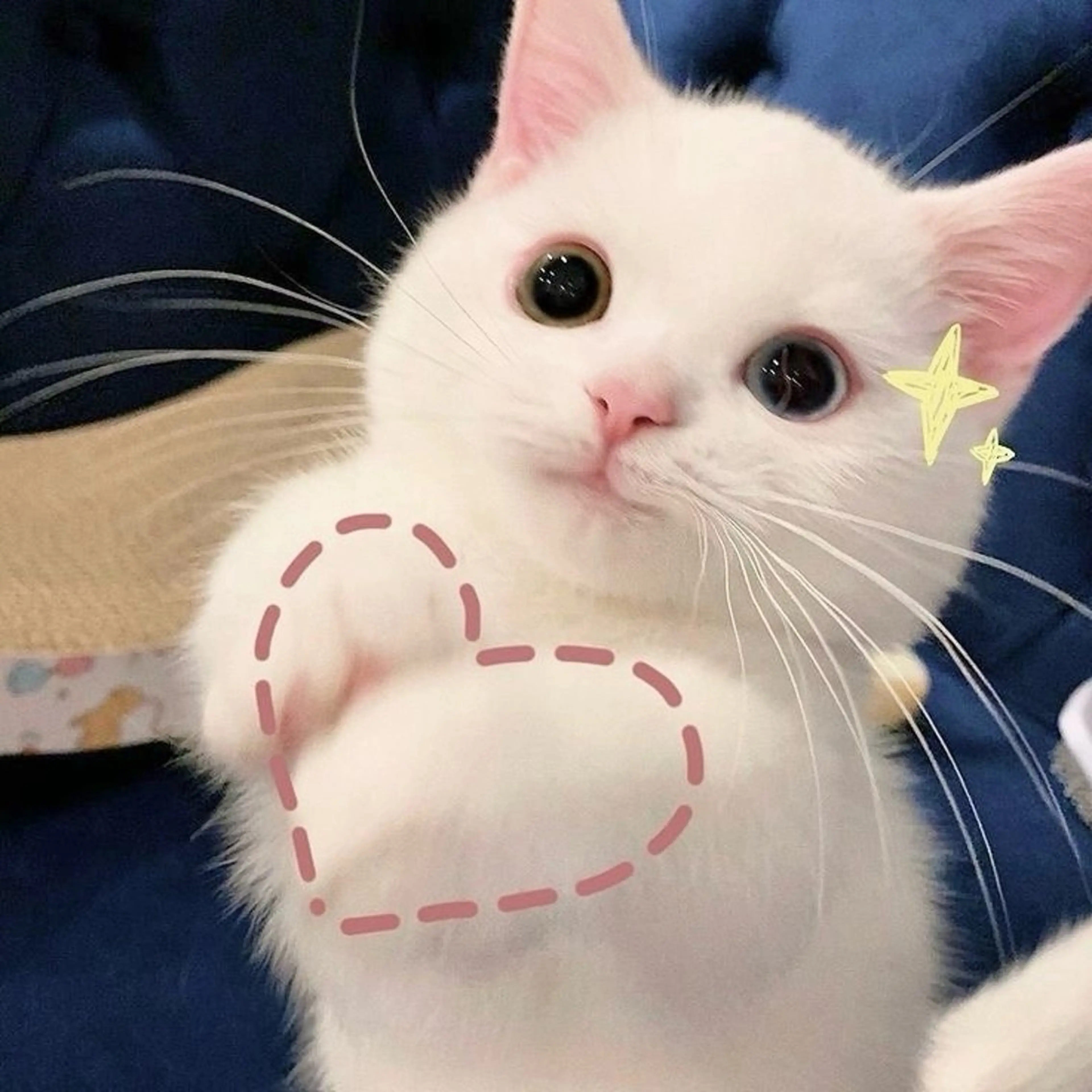 ショート カット 🎀カラー特化/渡辺 愛弓のヘアスタイル