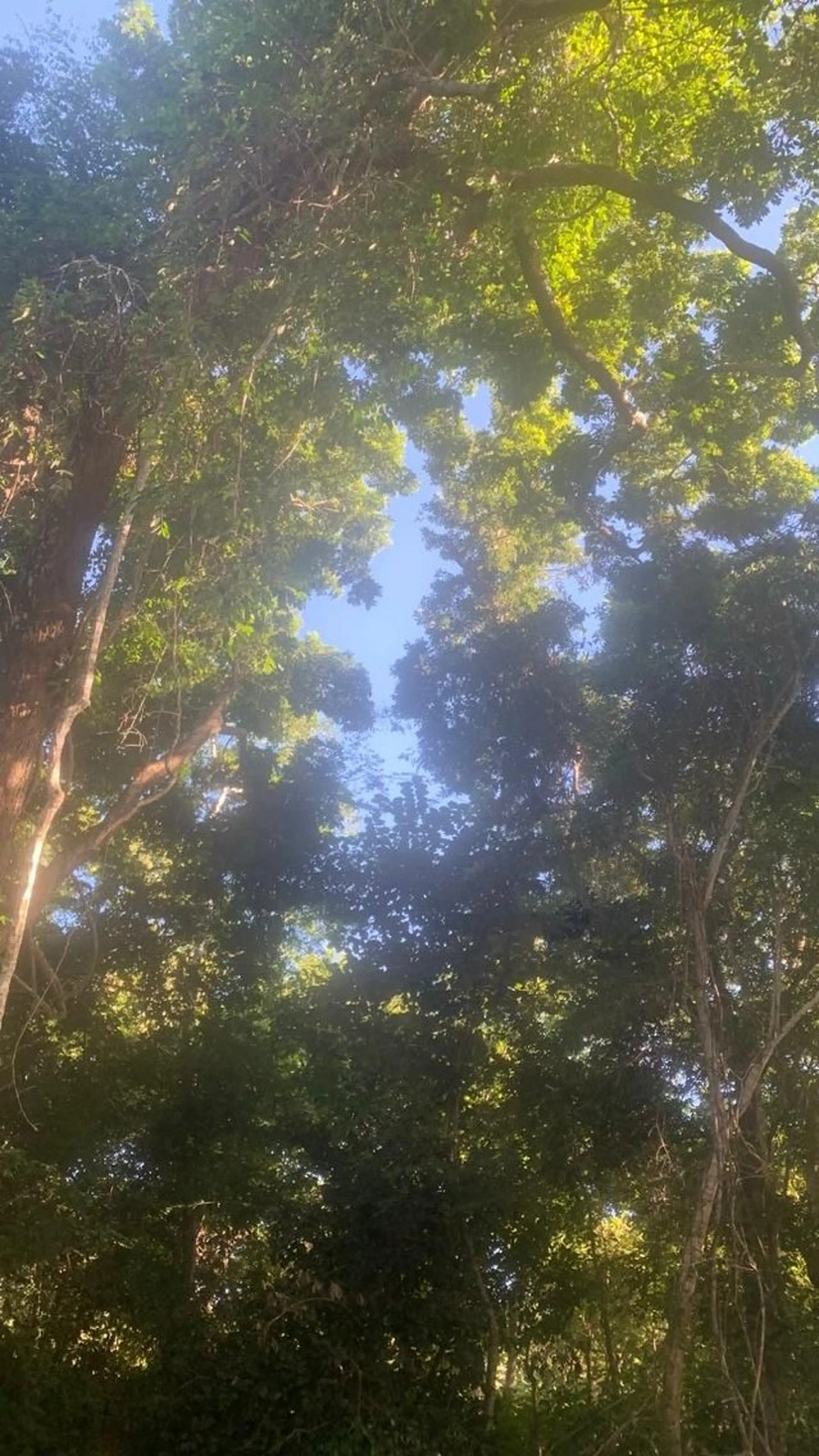 カラー 🌱ヘッドスパ🌱 愛衣香🫧のヘアスタイル