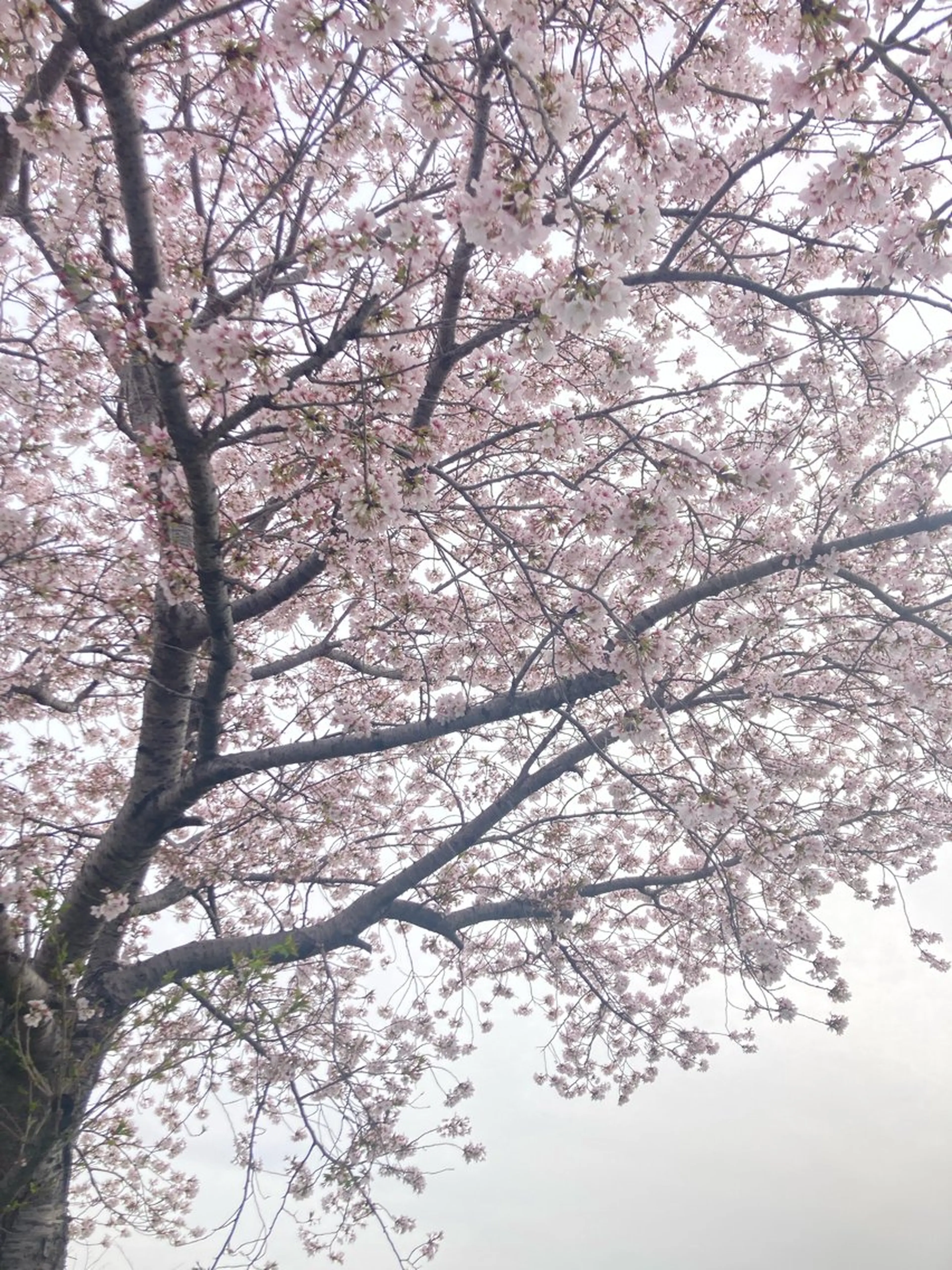 フェイシャルサロン ビアンカガーデンのエステ・リラクイメージ