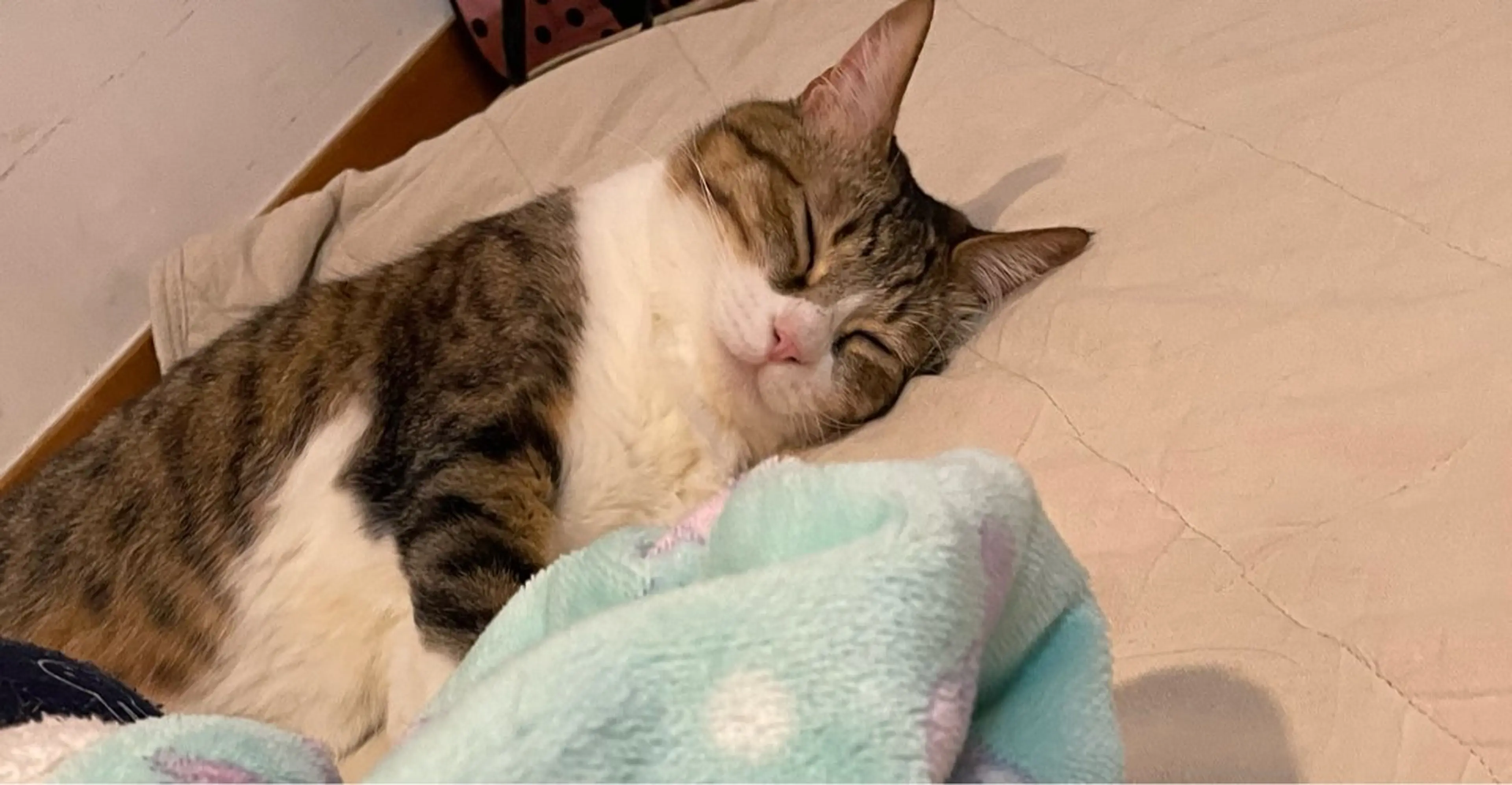 Spiky とうげ ふうかのネイルデザイン