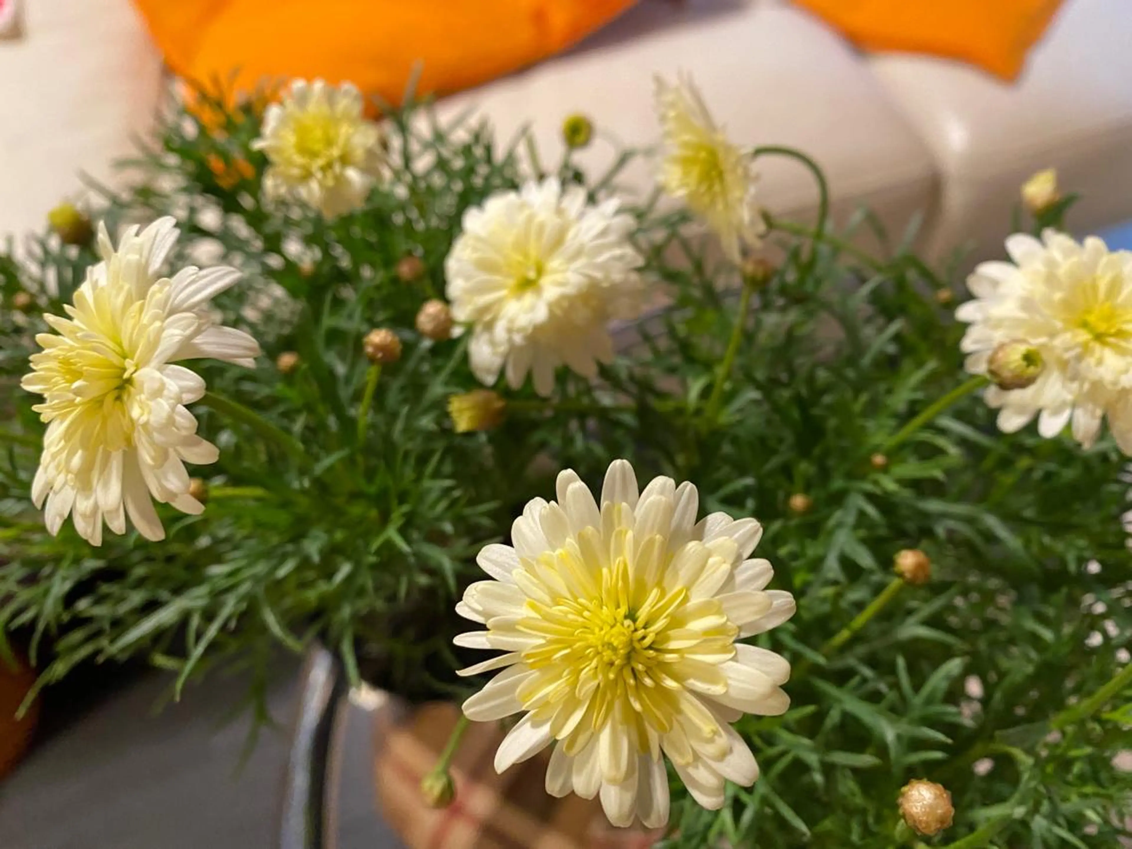 毛穴から始める肌メン テマンダリンオレンジのエステ・リラクイメージ