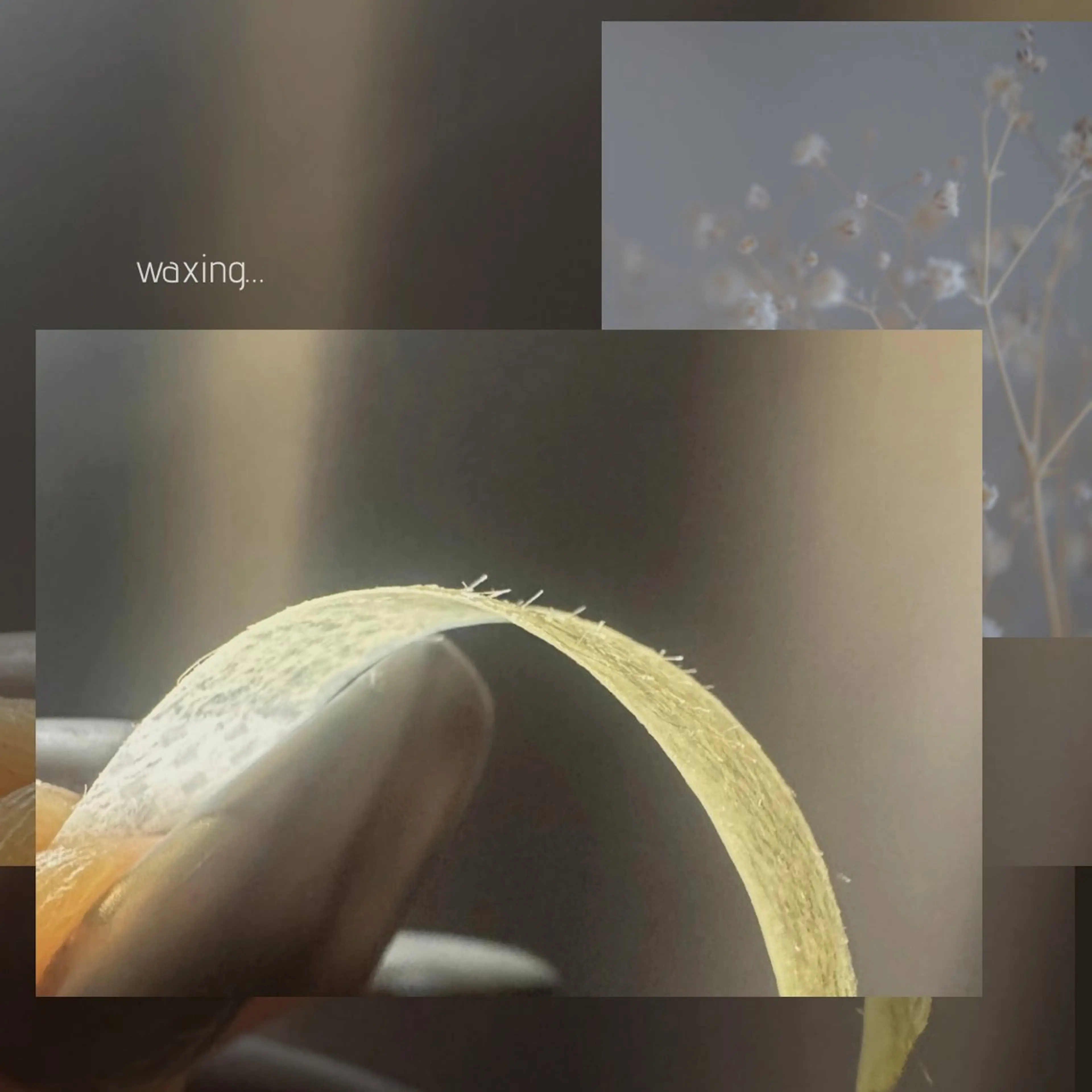 アイブロウ 眉毛ワックス脱毛 大人の為のデザイン 🫧Misuzuのマツエク・マツパデザイン