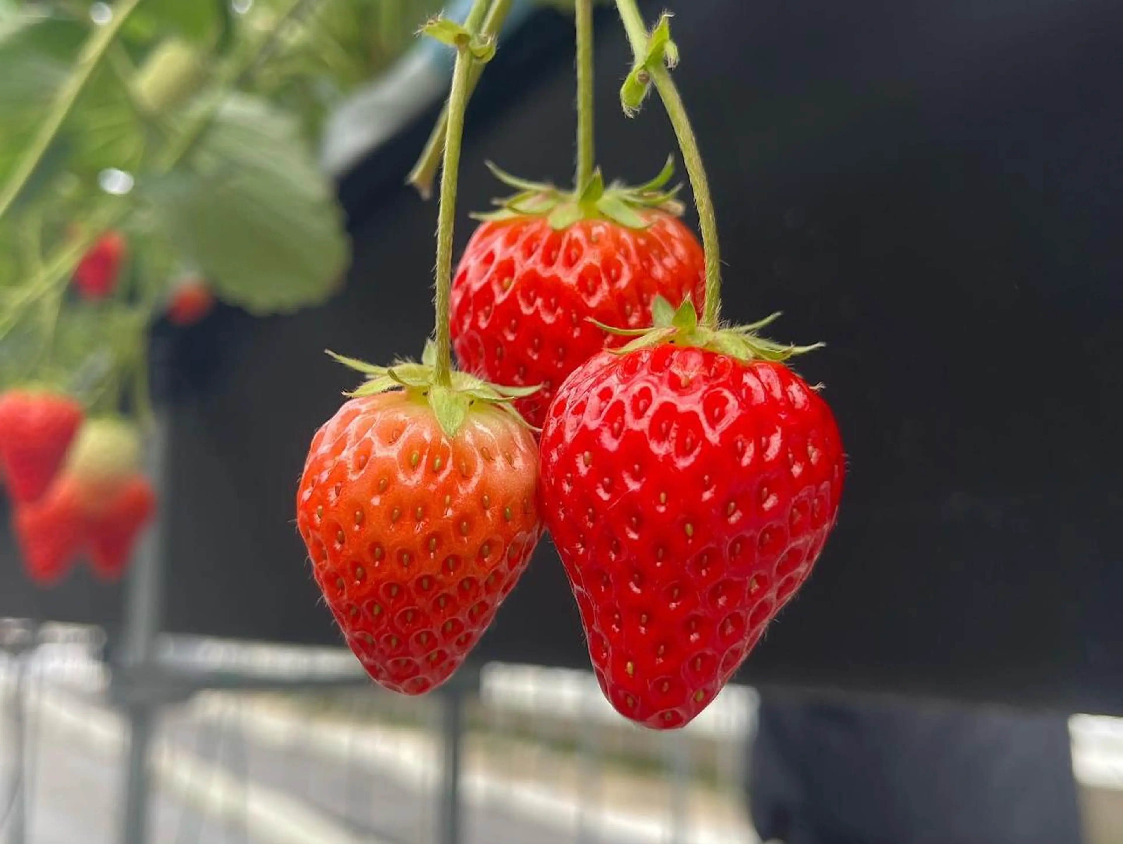 ショート カラー ダブルカラー ハイライトカラー インナーカラー ハイライト 髪質改善 justbeauty CiNQのヘアスタイル