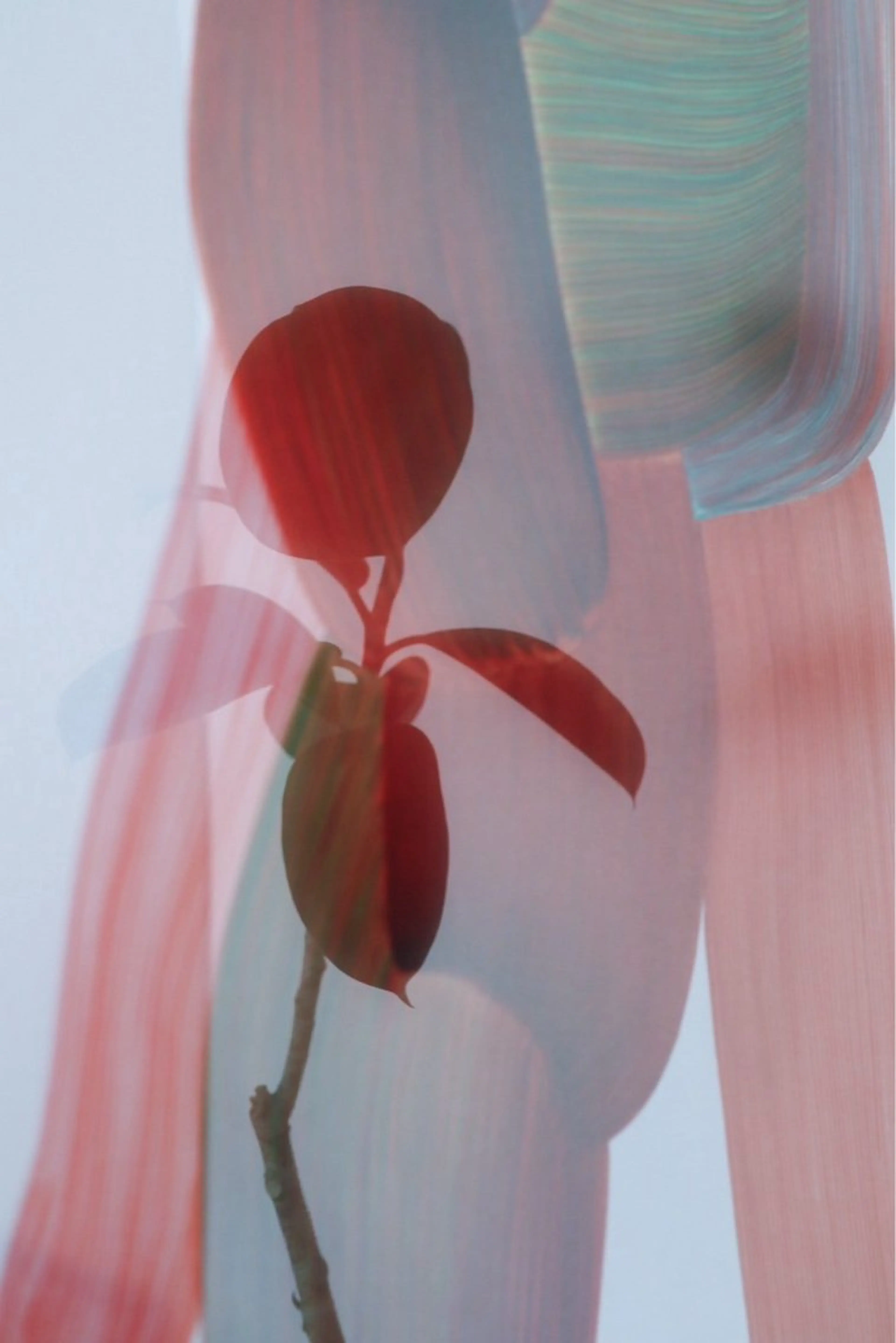 パーソナルカラー骨格 顔タイプ| Lisnのその他イメージ