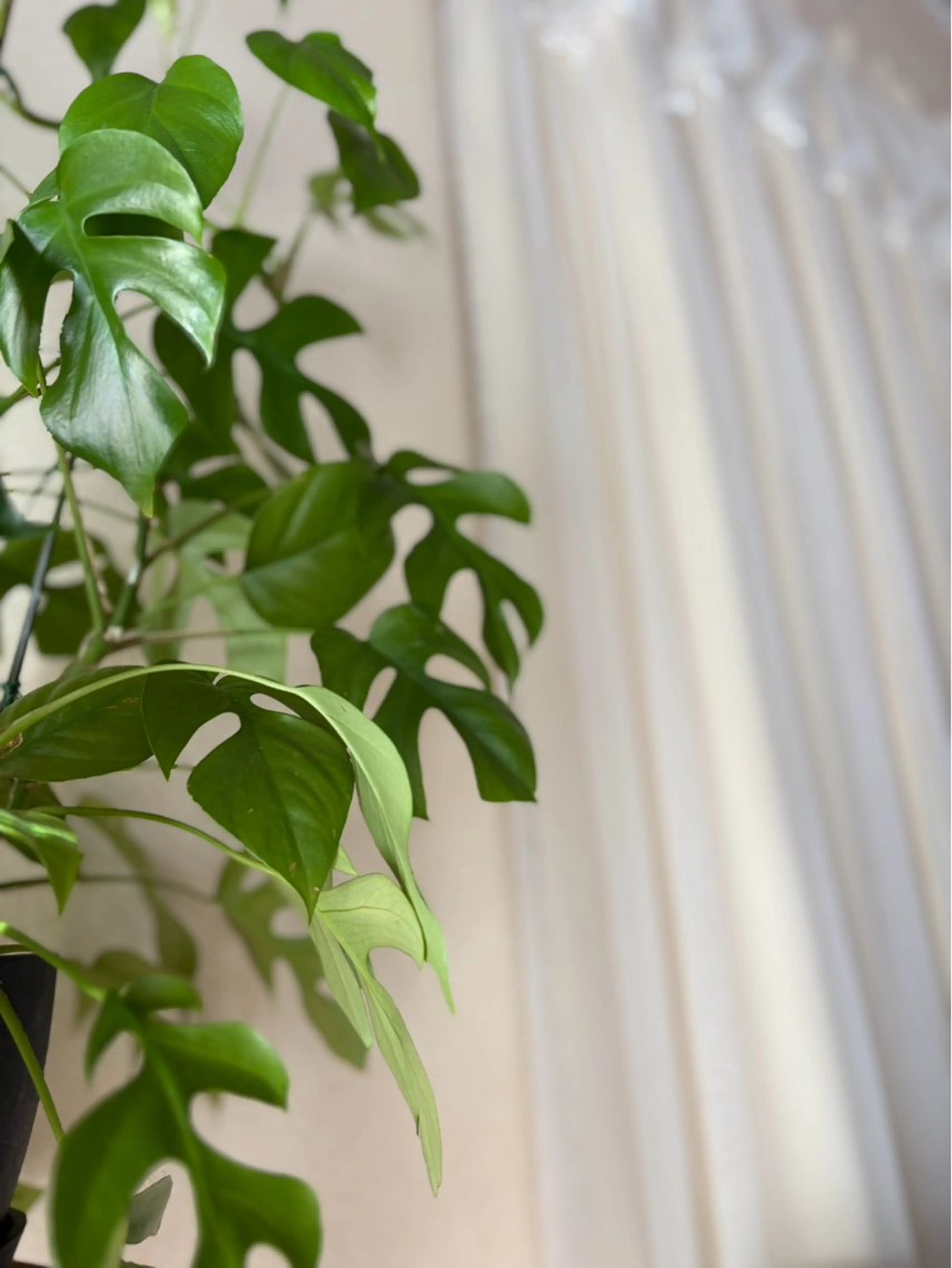 髙山 沙弥香のエステ・リラクイメージ