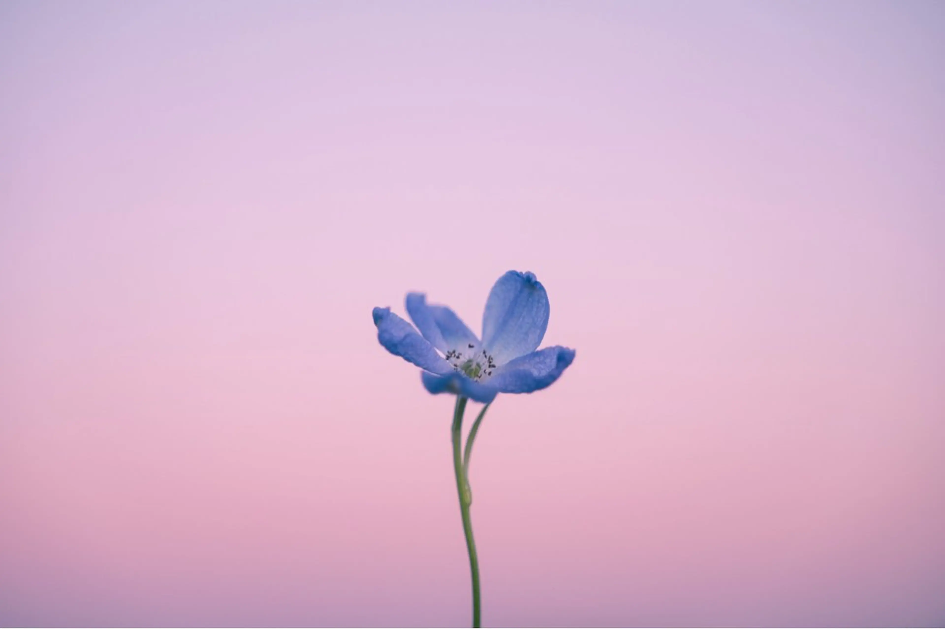 🌼二本柳 🌼のヘアスタイル