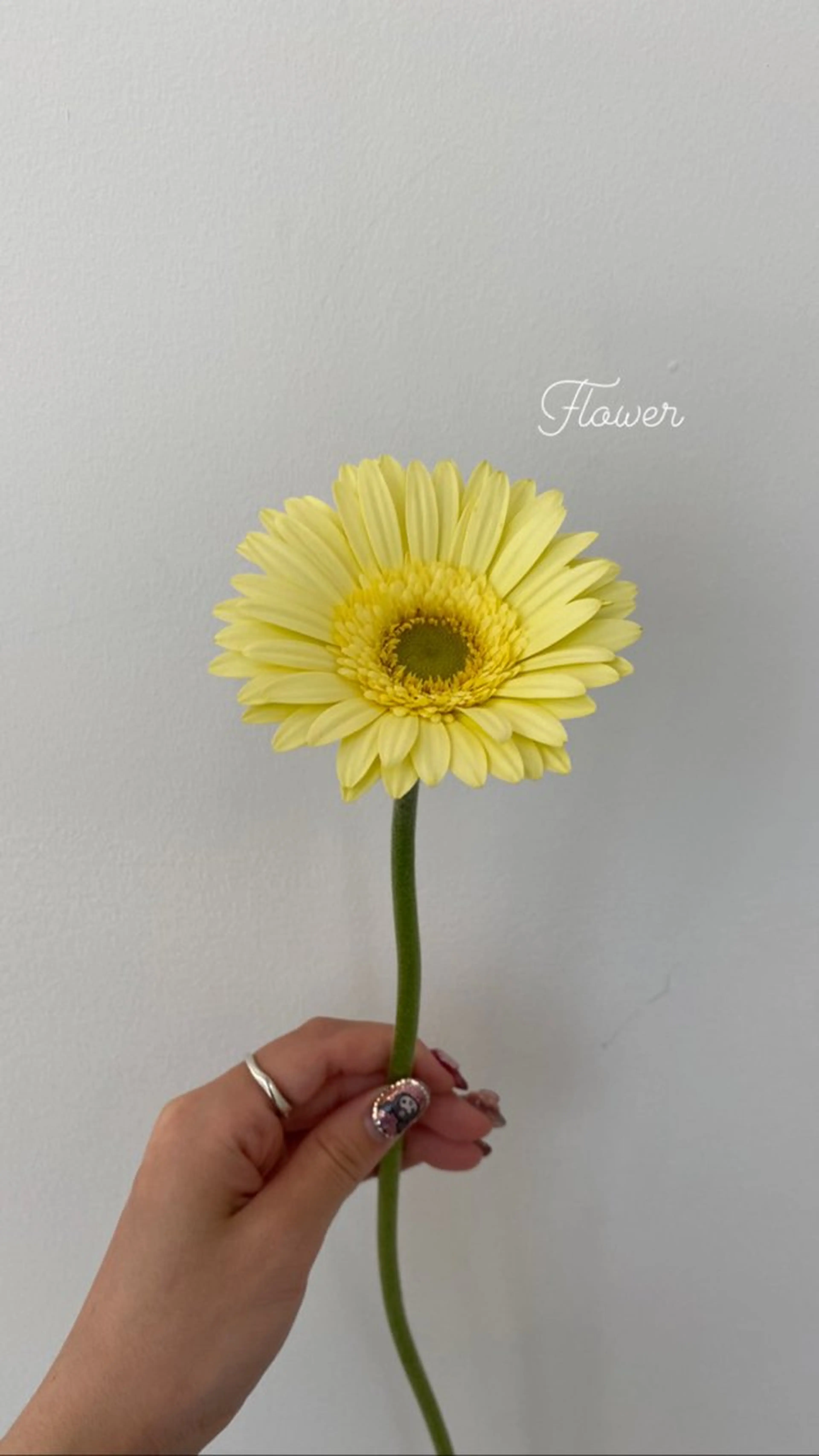 🌻花屋併設🌻濱 幸帆のヘアスタイル