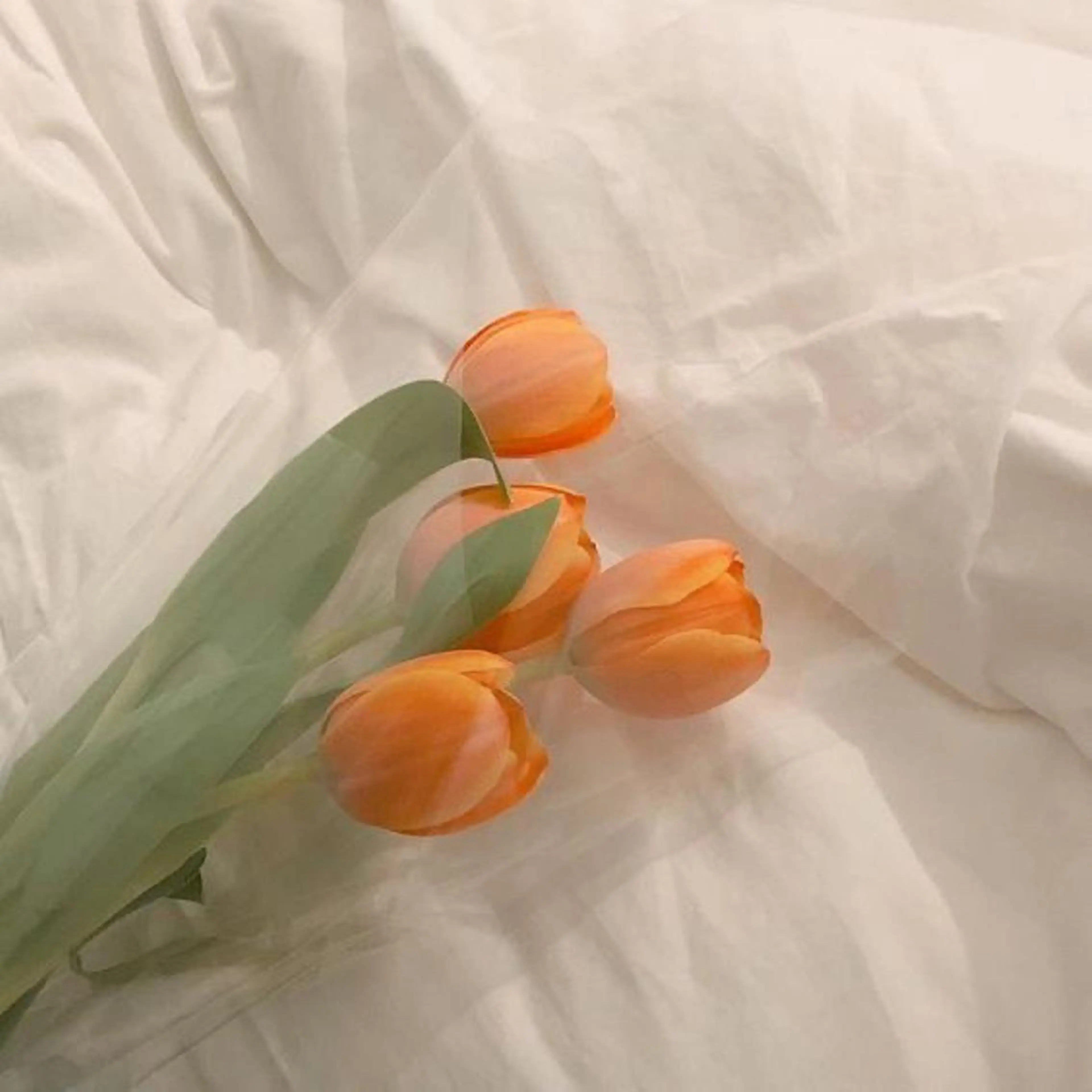 カラー 韓国風パーマ/ オリーブ🇰🇷あゆのヘアスタイル