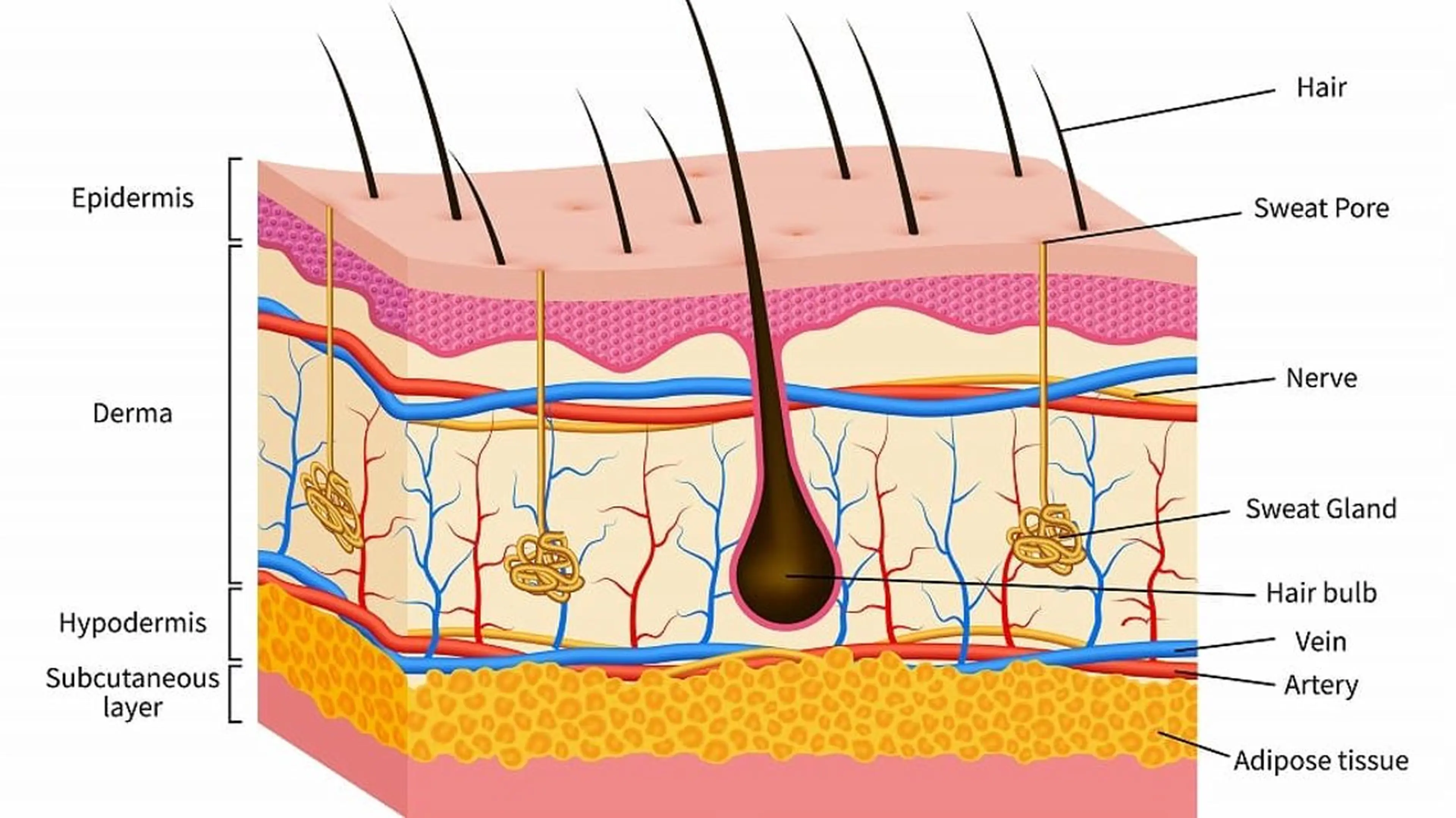 Violet Essenceの眉毛・アイブロウイメージ