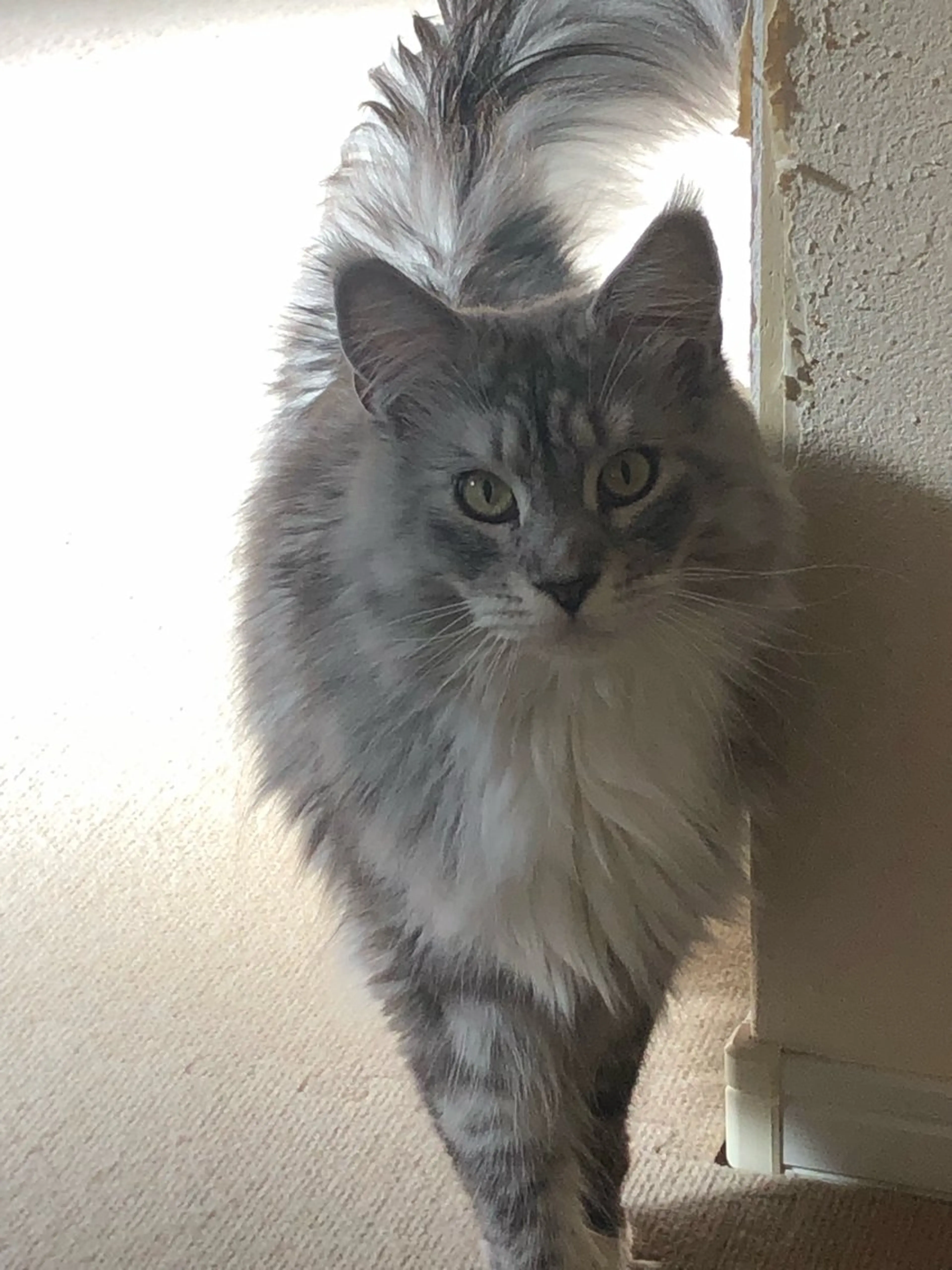 SBHメディカル美容サロン所属・🐱美容鍼・整体 SBHメディカル👍のエステ・リラクイメージ