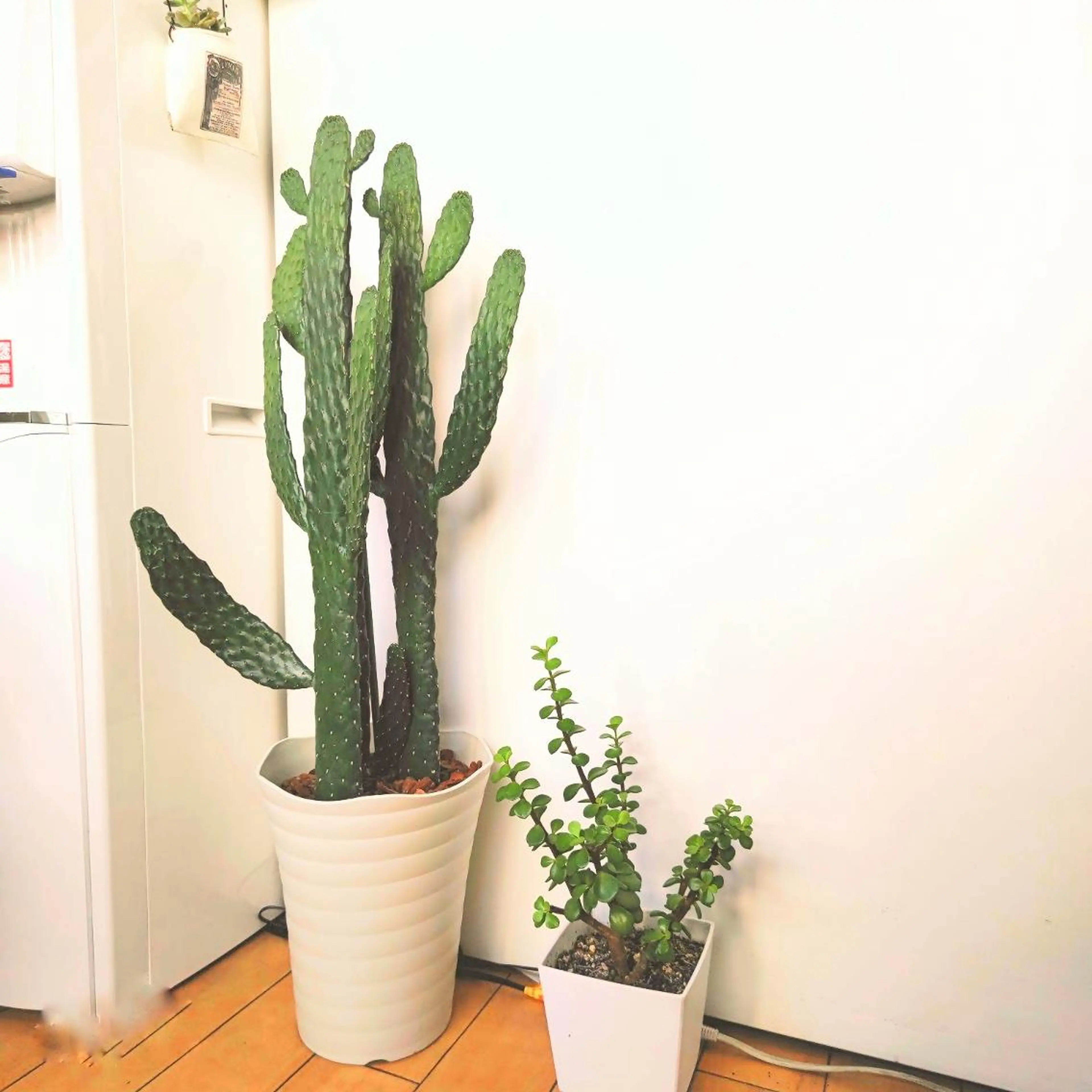 お顔のむくみたるみ 専門☆美容鍼小顔矯正のエステ・リラクイメージ