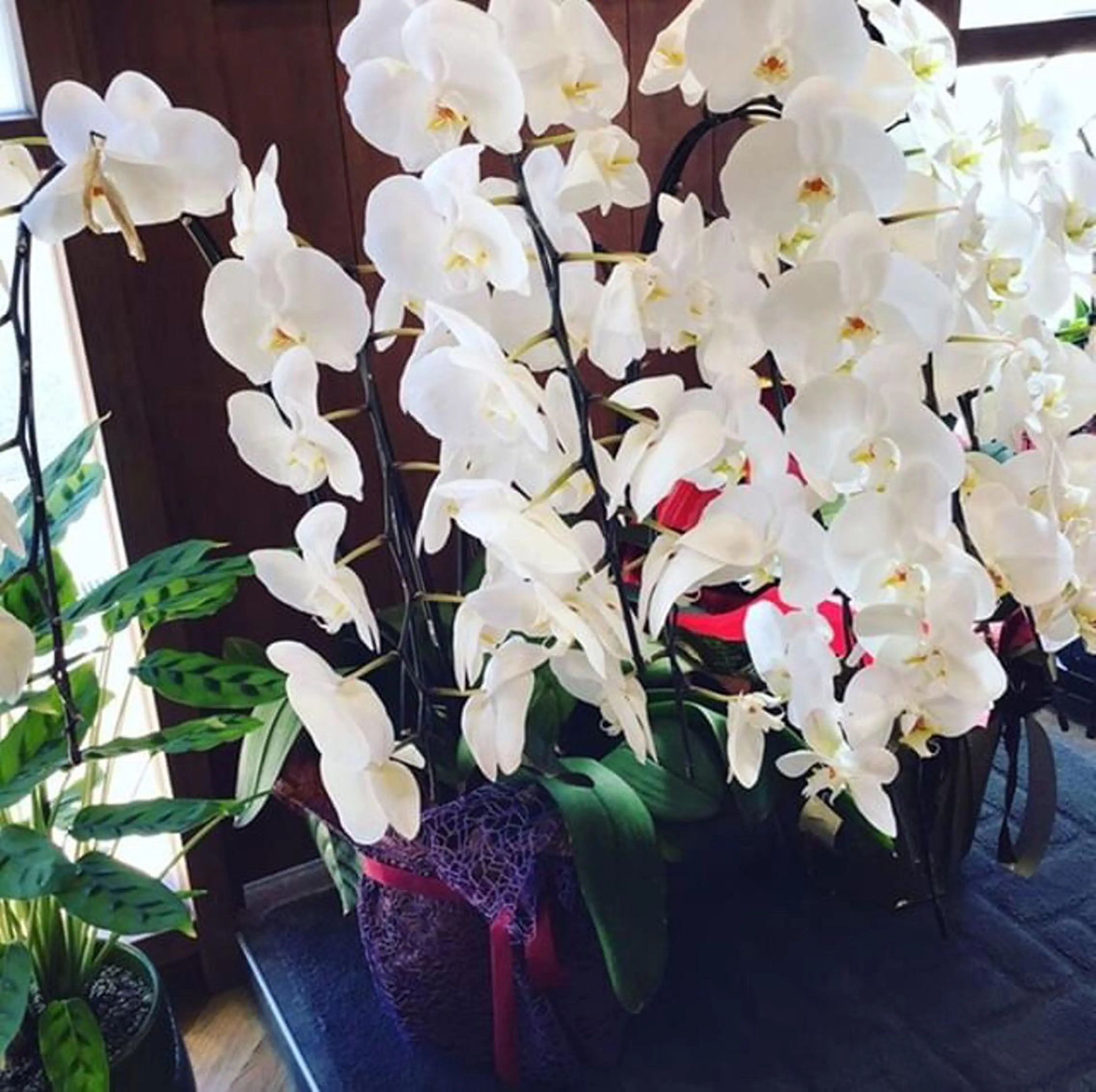 hair＆nail NO-MUのネイルデザイン