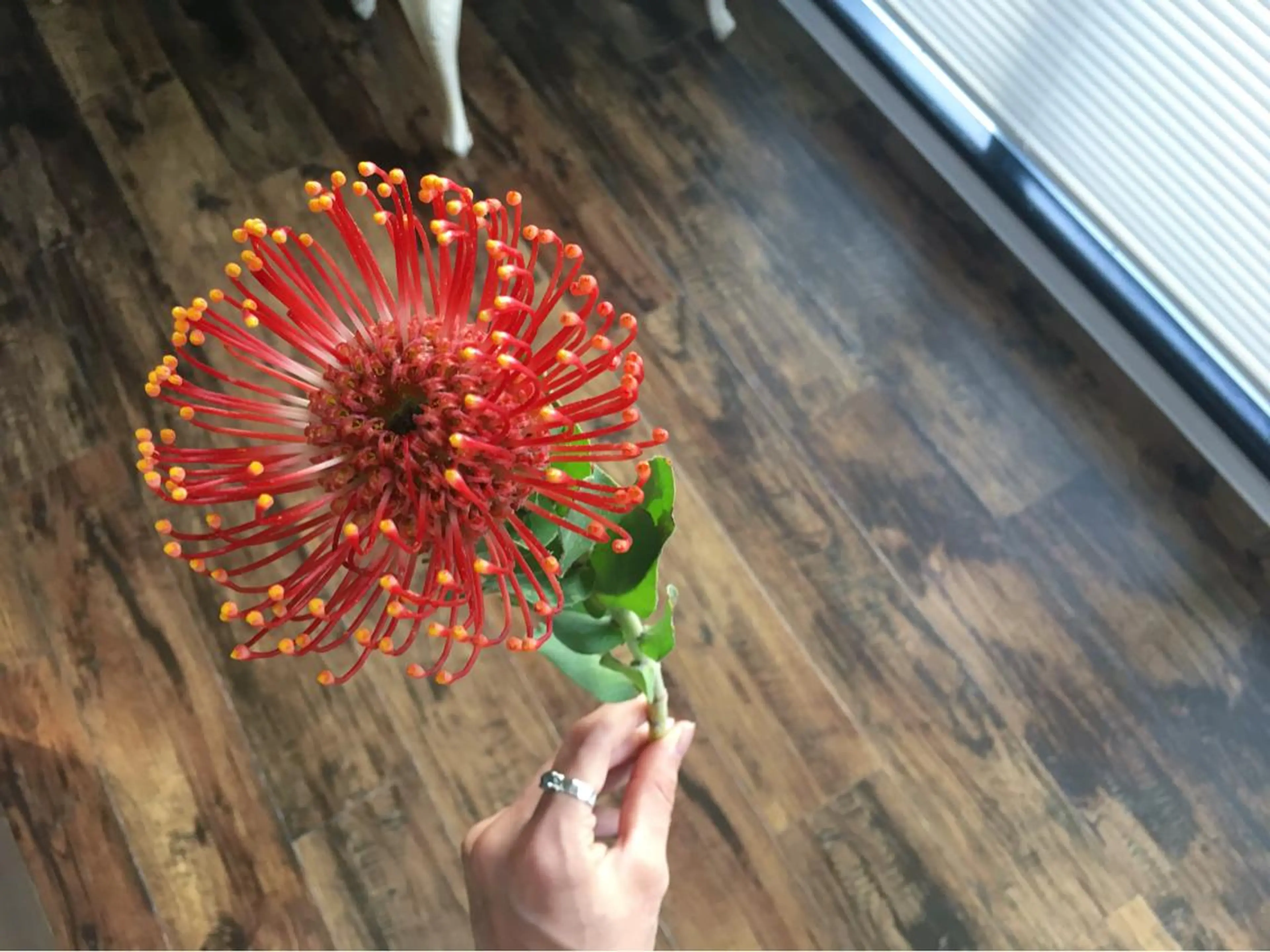 マツエク・マツパ Shigeno Hikaruのマツエク・マツパデザイン