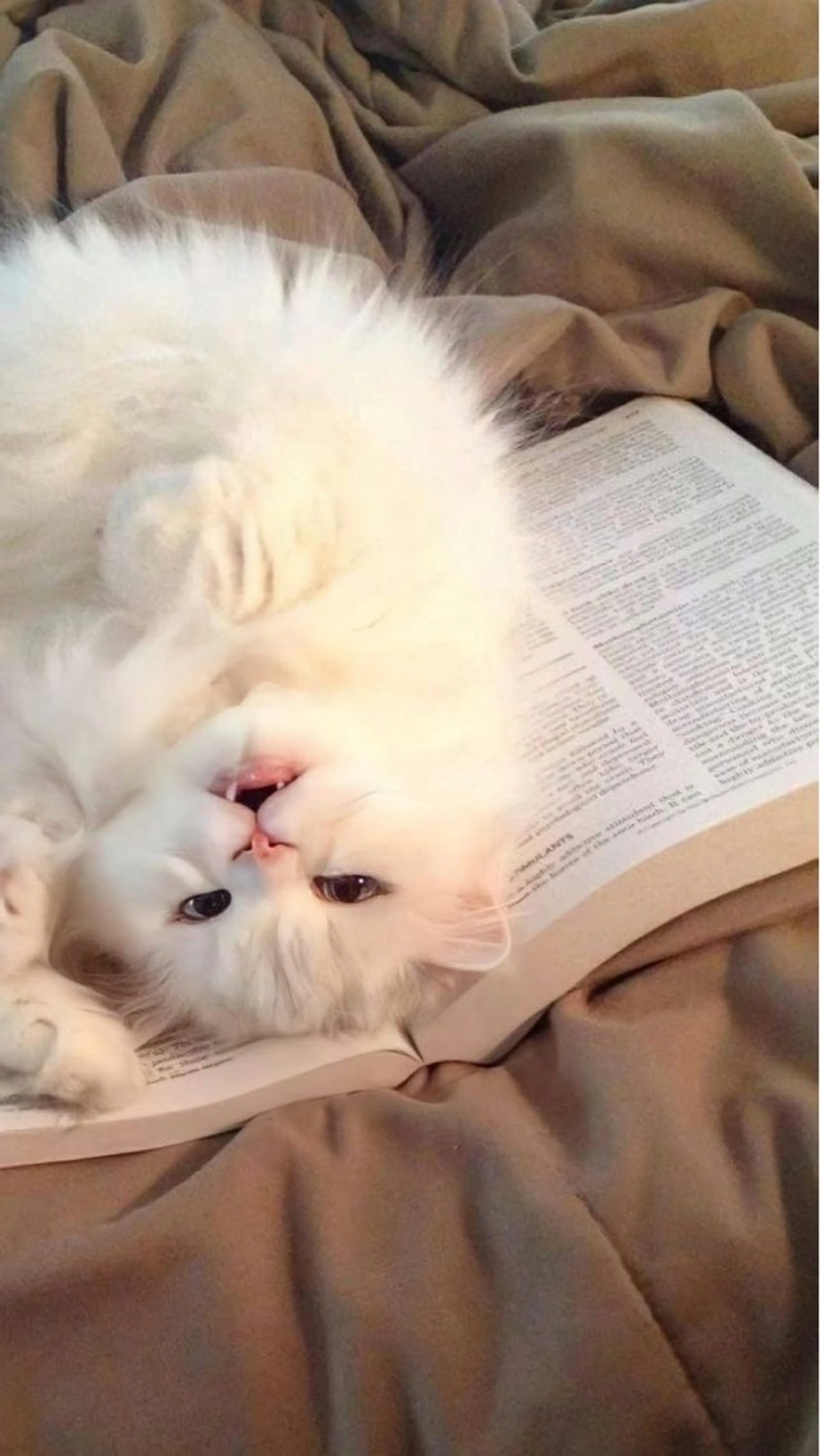 《店長》欧米風/デ ザインNO.1/雅のヘアスタイル