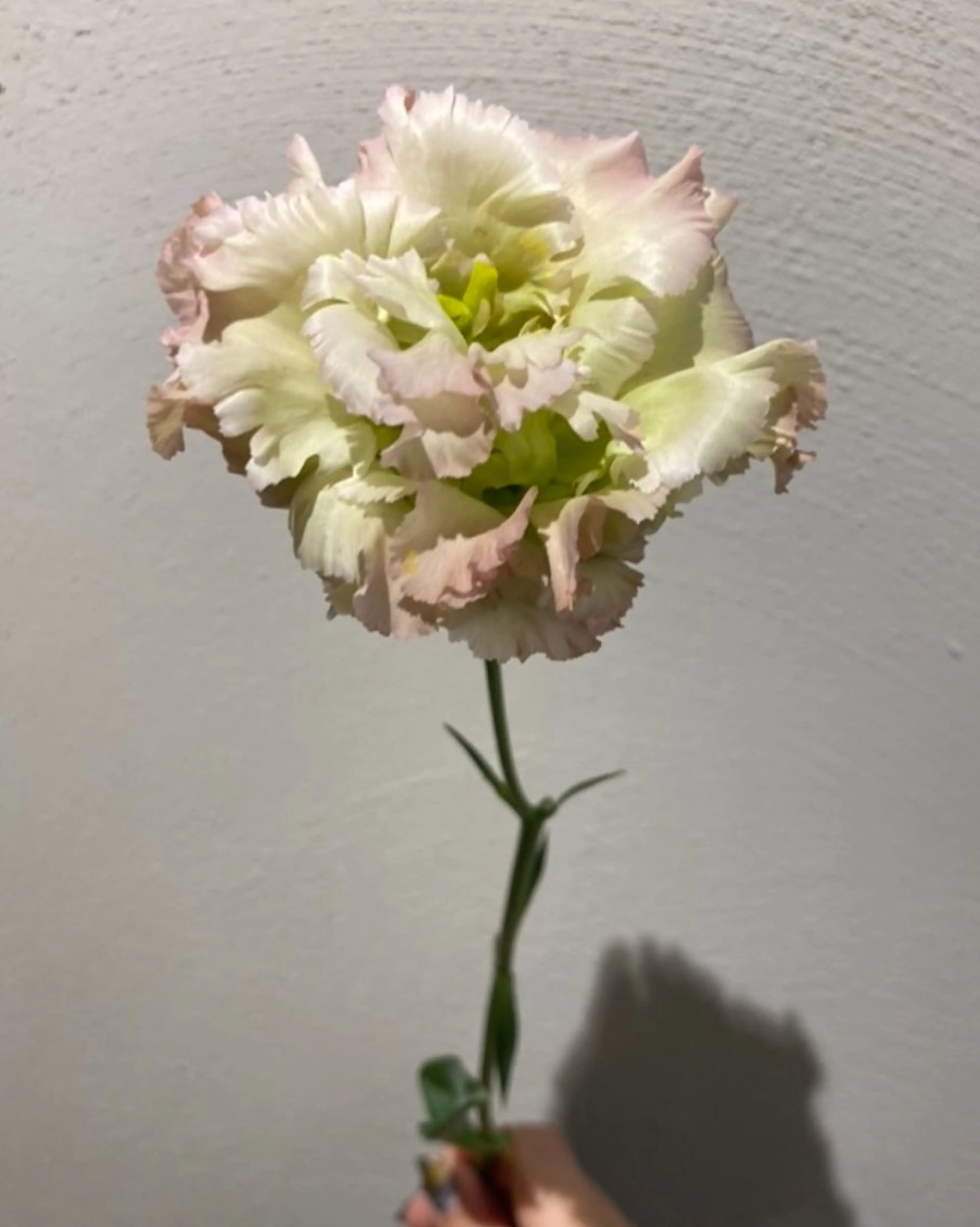 カット ヘアカラー トリートメント erika /韓国ヘアのヘアスタイル