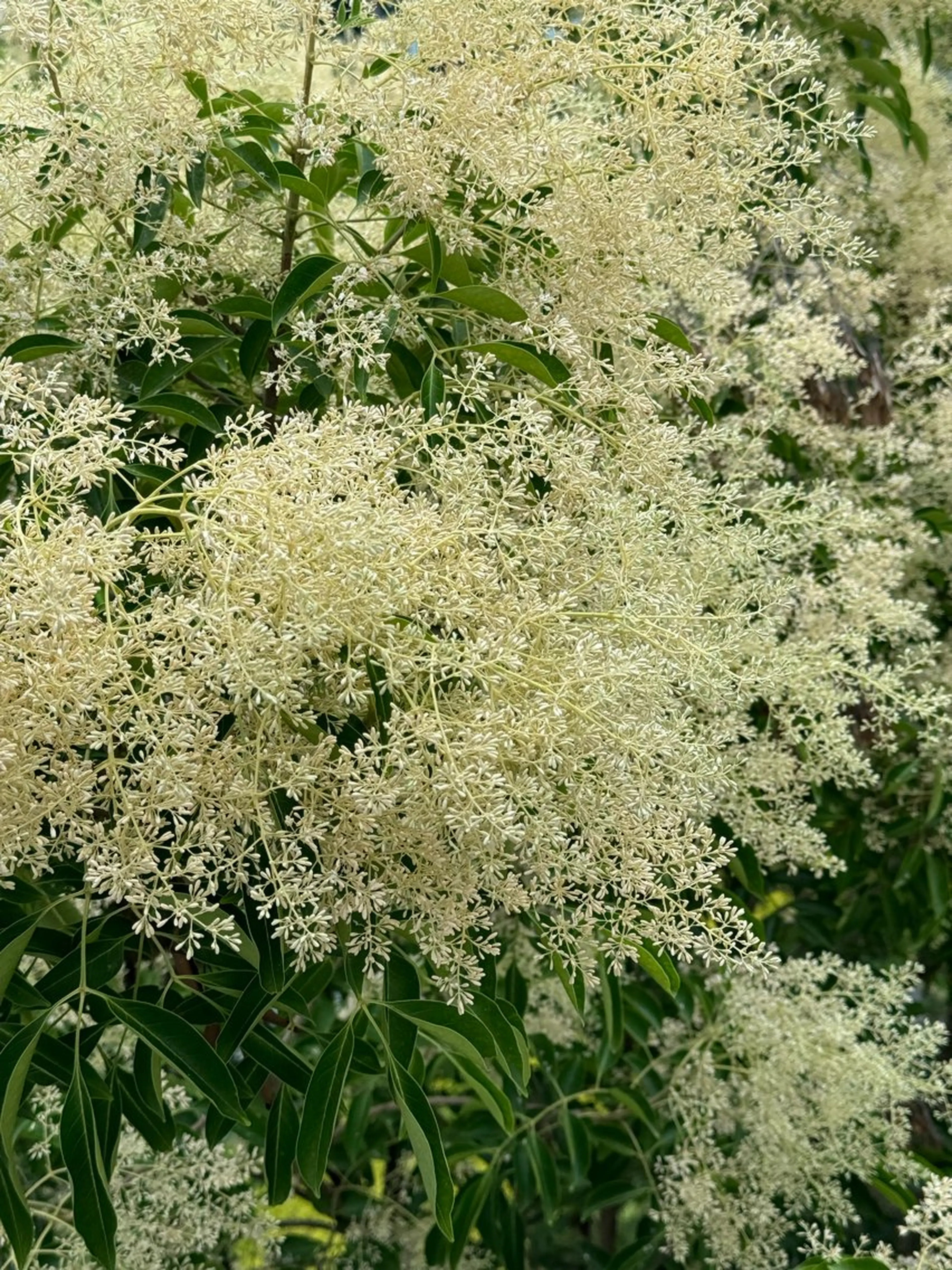 個室サロン🌼万希 ヘアケア/ヘッドスパのヘアスタイル