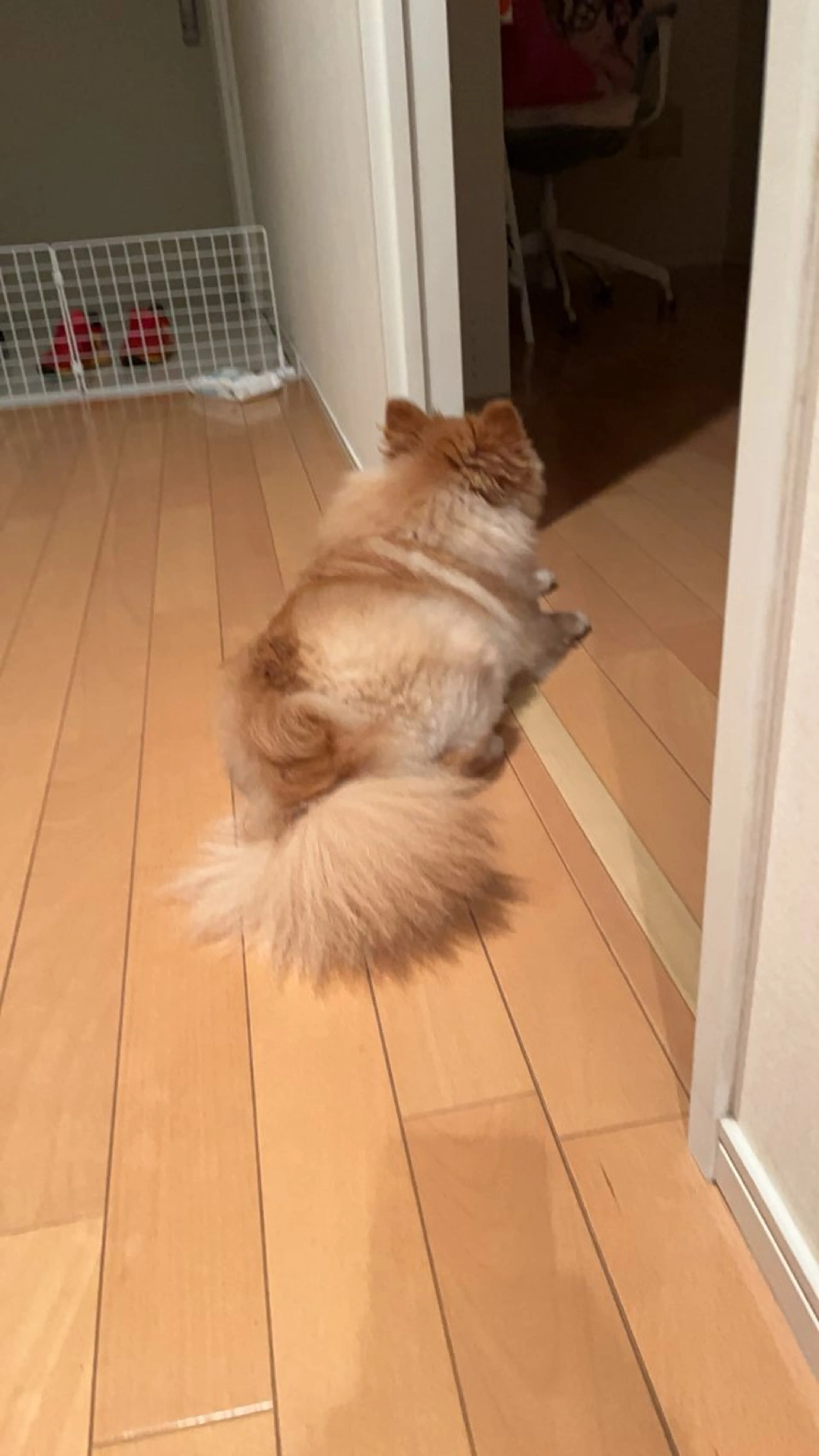 紙屋 隼人のヘアスタイル