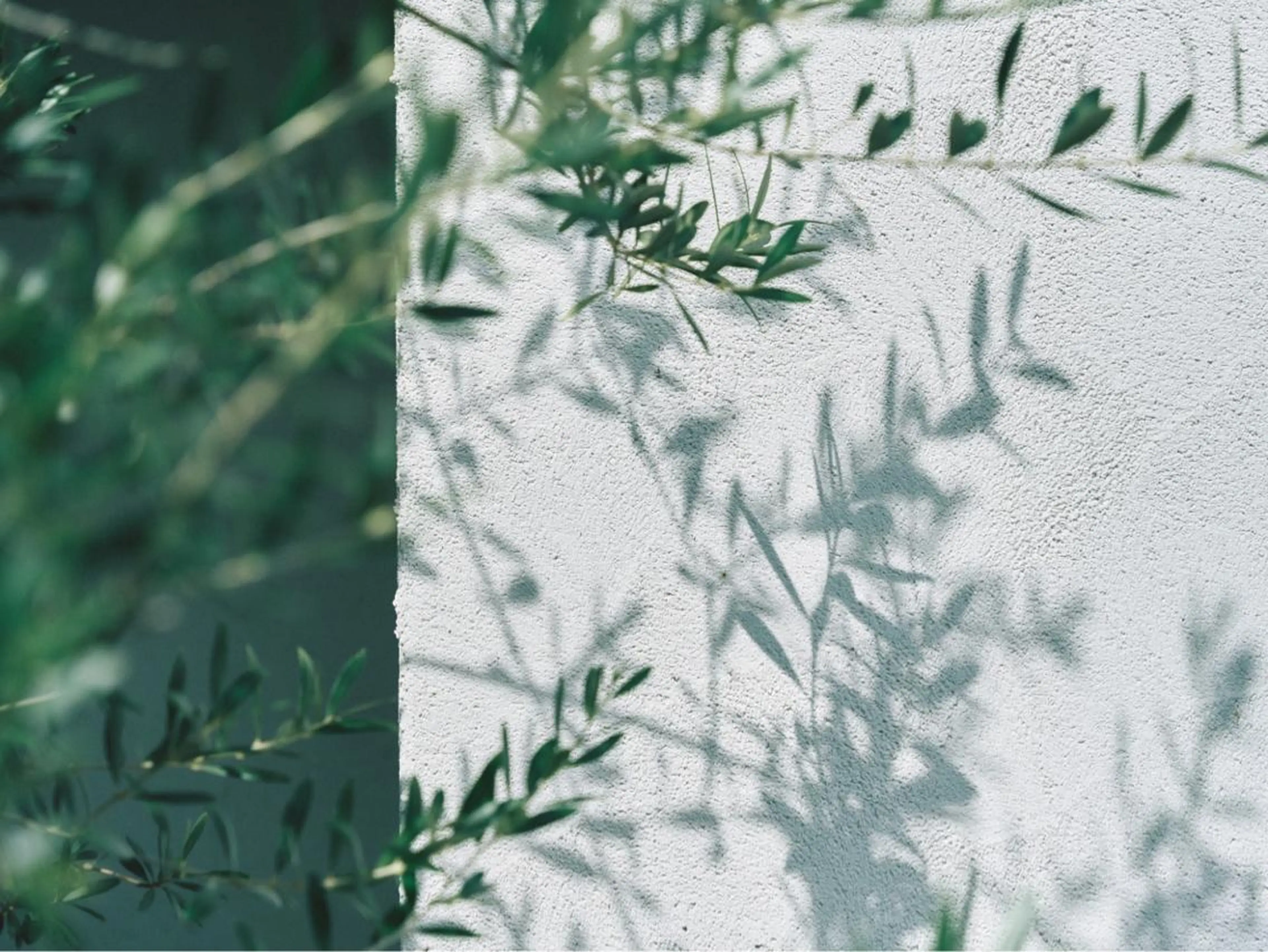 【人気リラクゼーションメニュー🌿】aujuaトリートメント 、クレンジングオイルヘッドスパ30分、シャンプーブローの写真