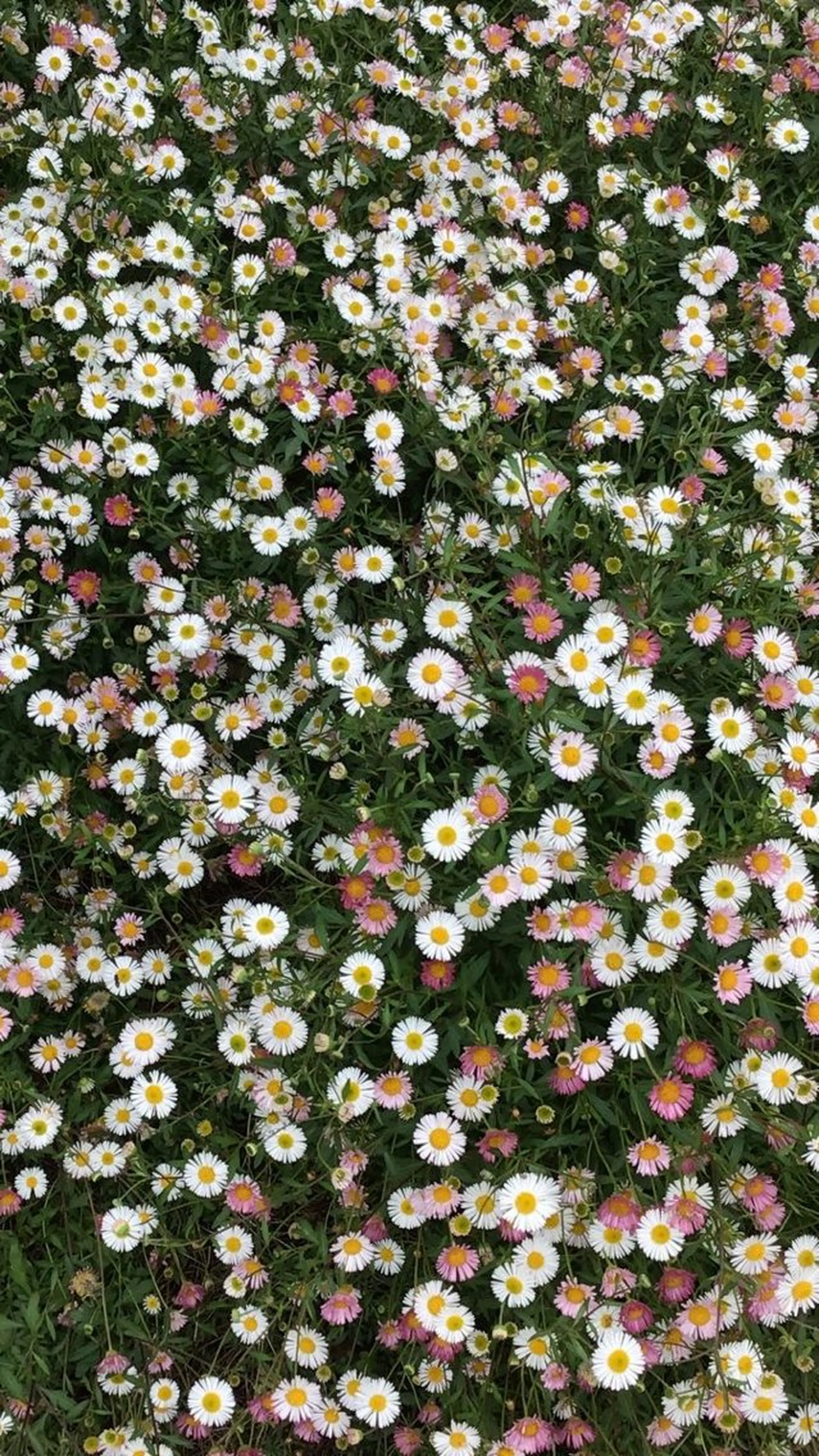 serein 晴空ೀのマツエク・マツパデザイン