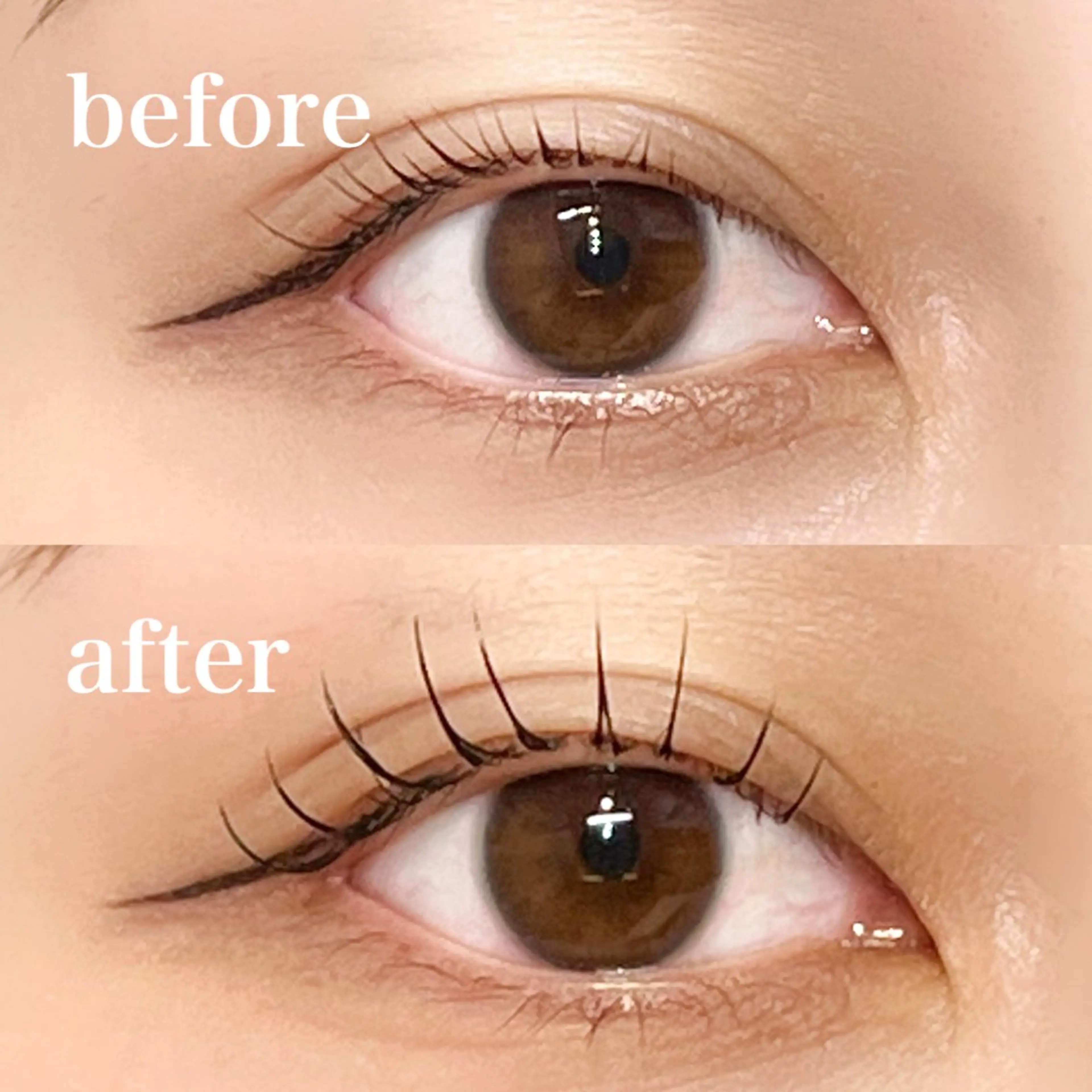 パリエク60の写真