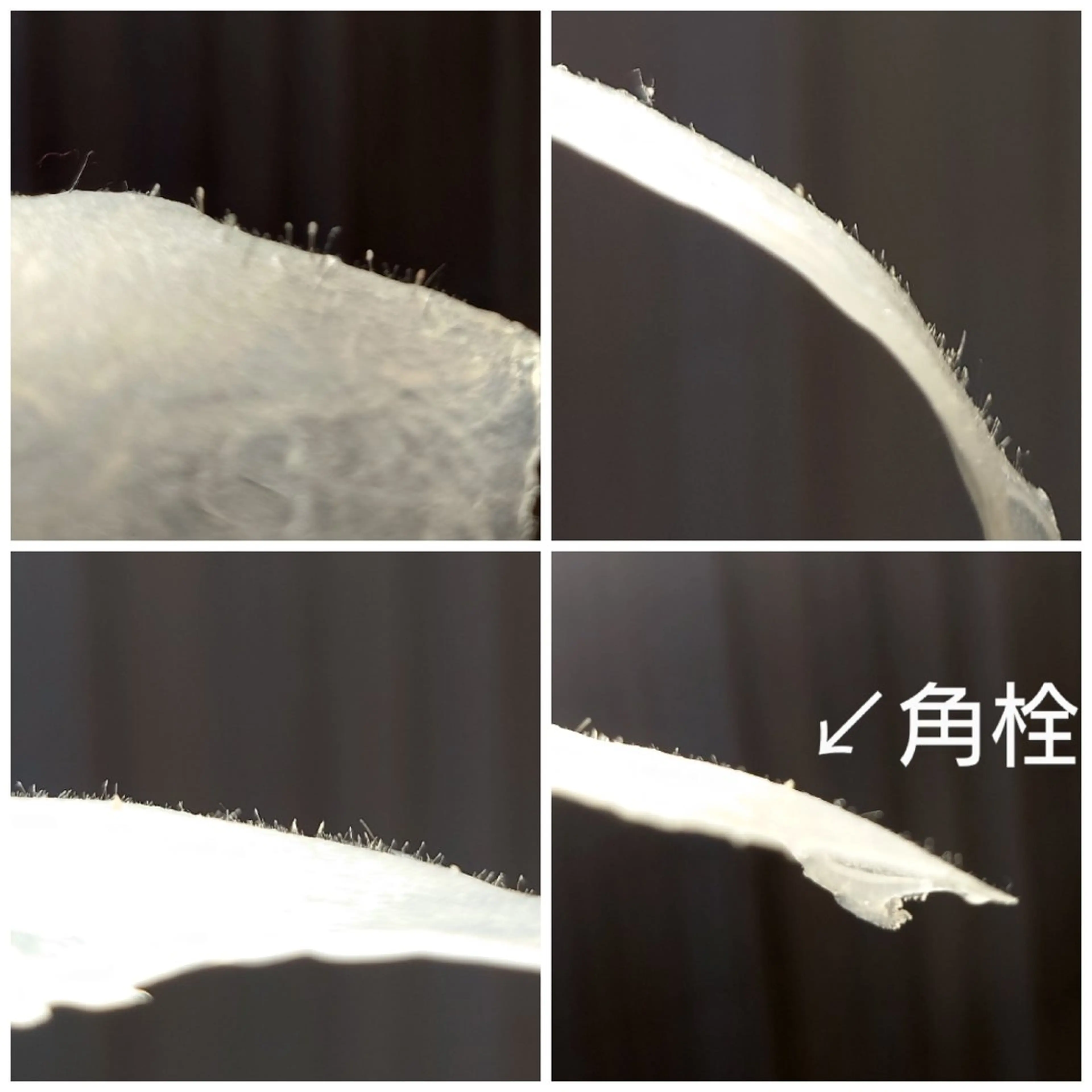 ワックスのお家サロン Rimmelのエステ・リラクイメージ