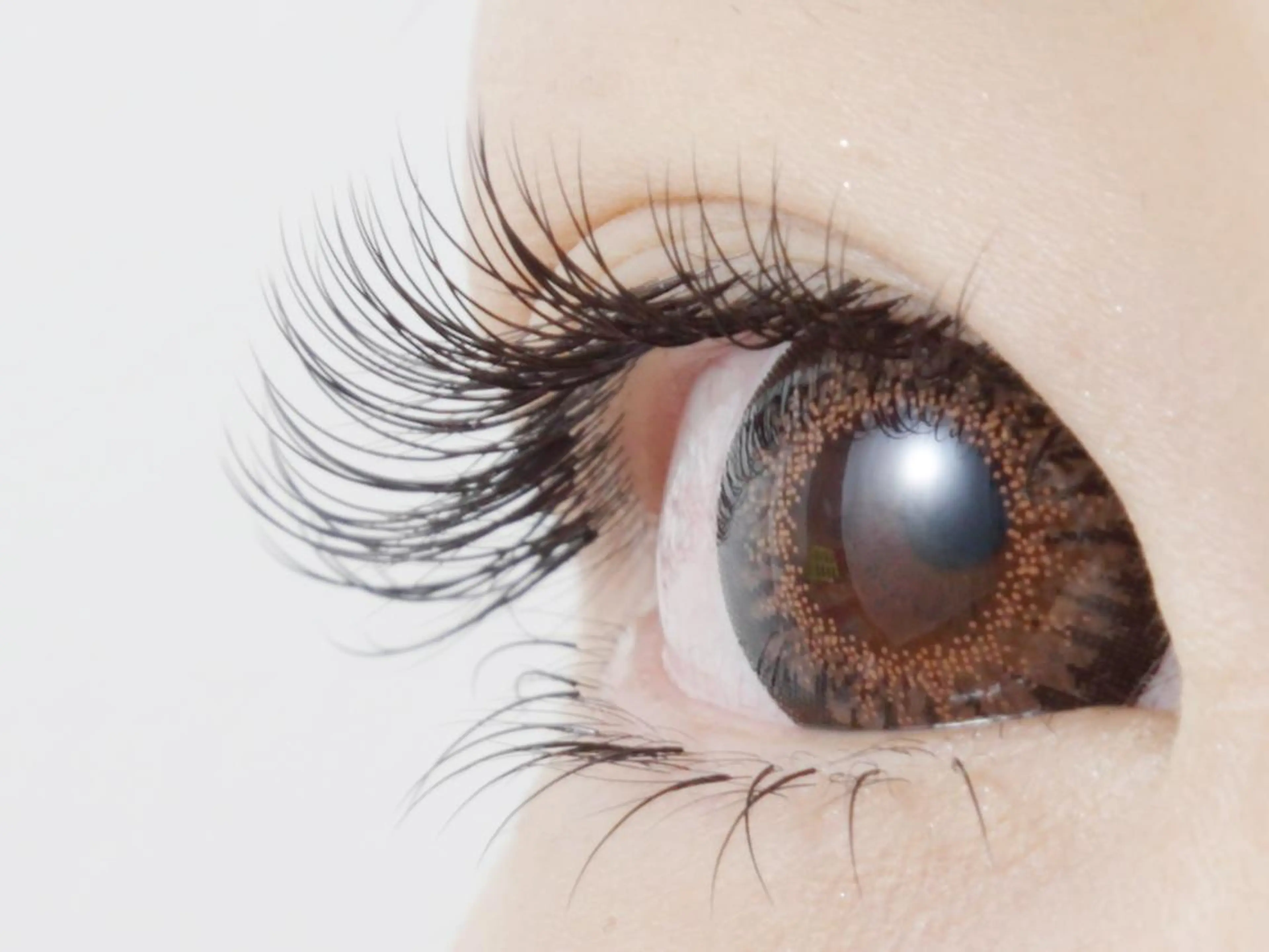 オフ込フラットラッシュ150本の写真