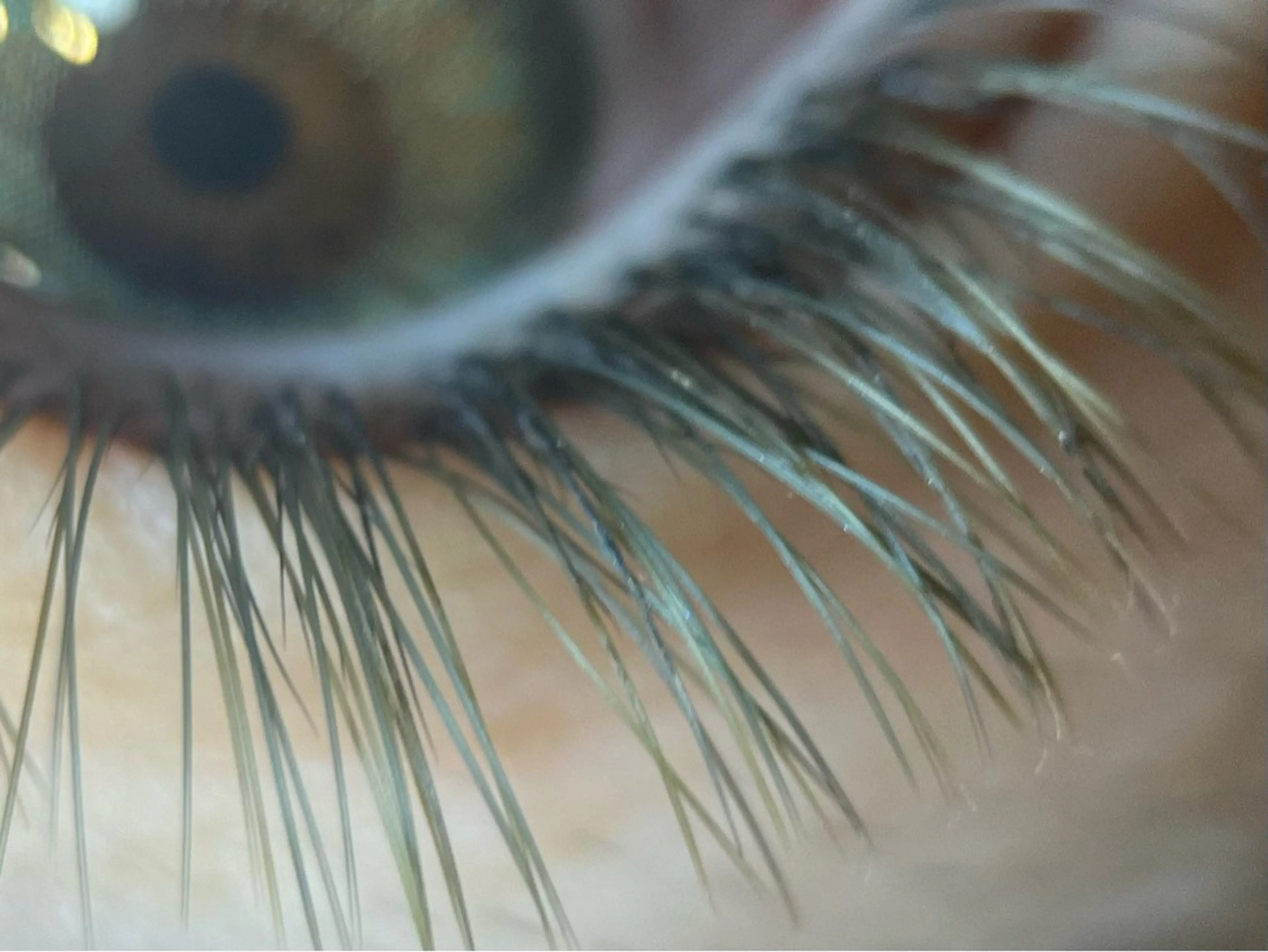 【color】カラーマツエク120本➰25色のニュアンスカラーから選べます🤍の写真