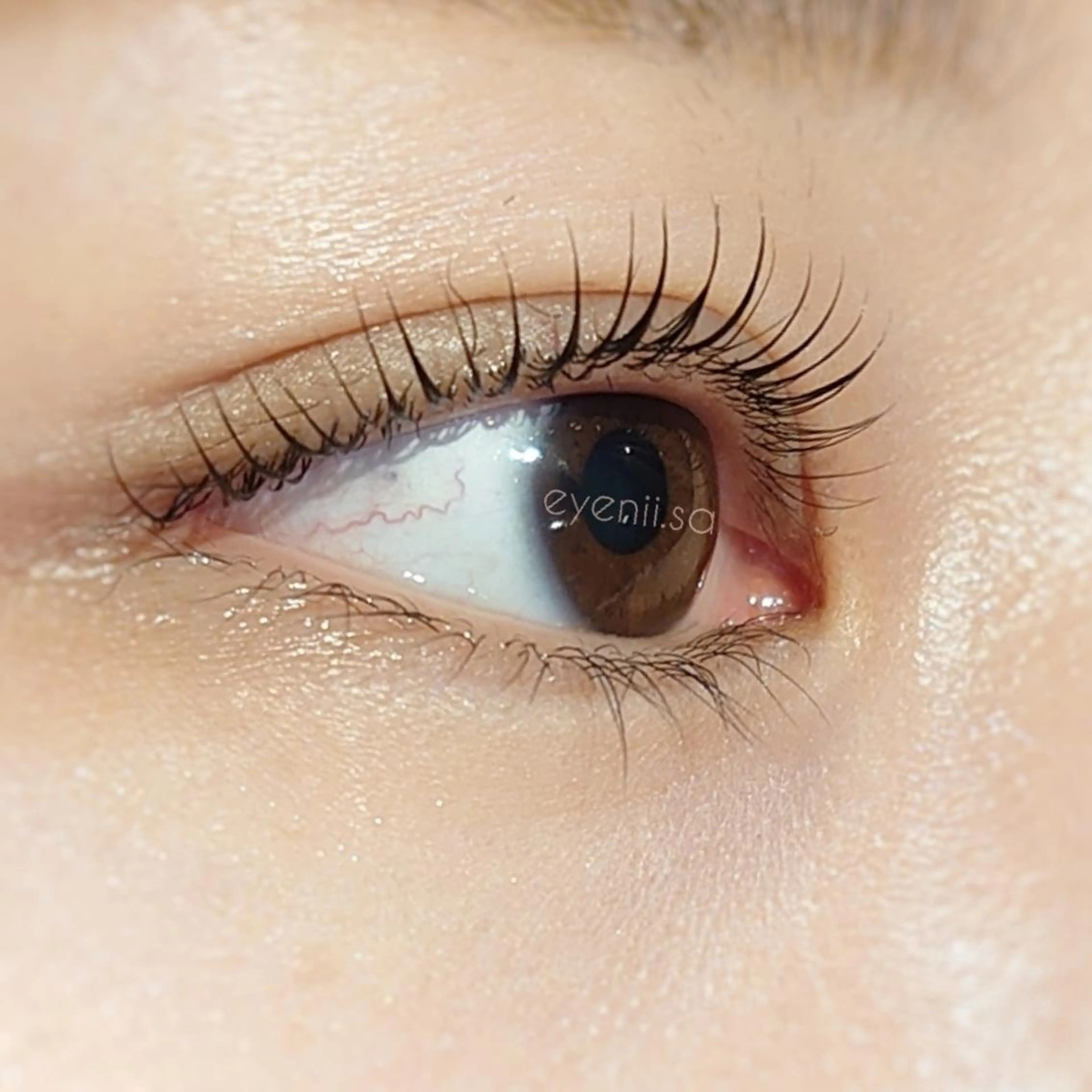 当日、平日17時までご来店予約限定！まつ毛パーマ！の写真