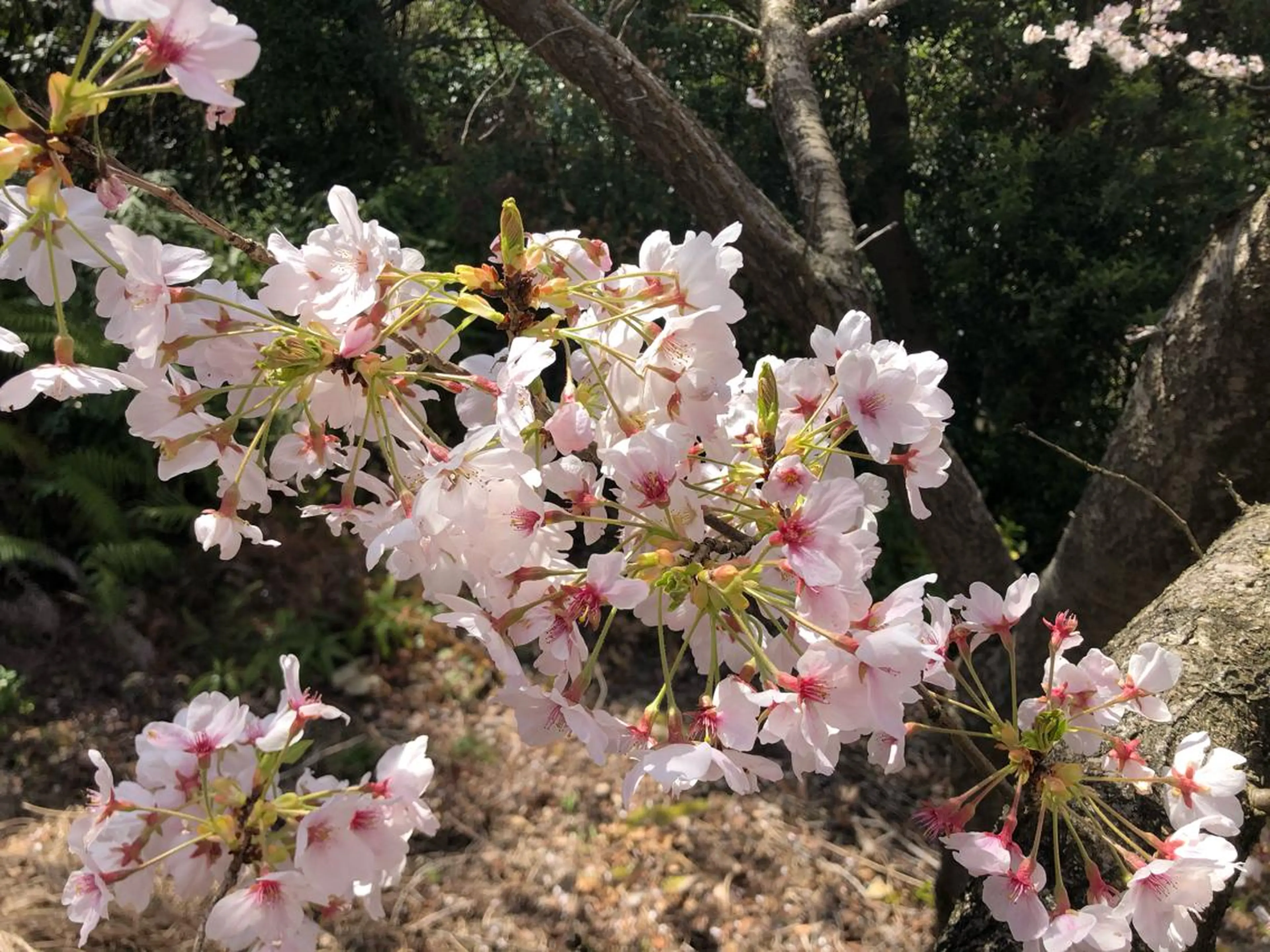 ミディアム 雪上 章のヘアスタイル