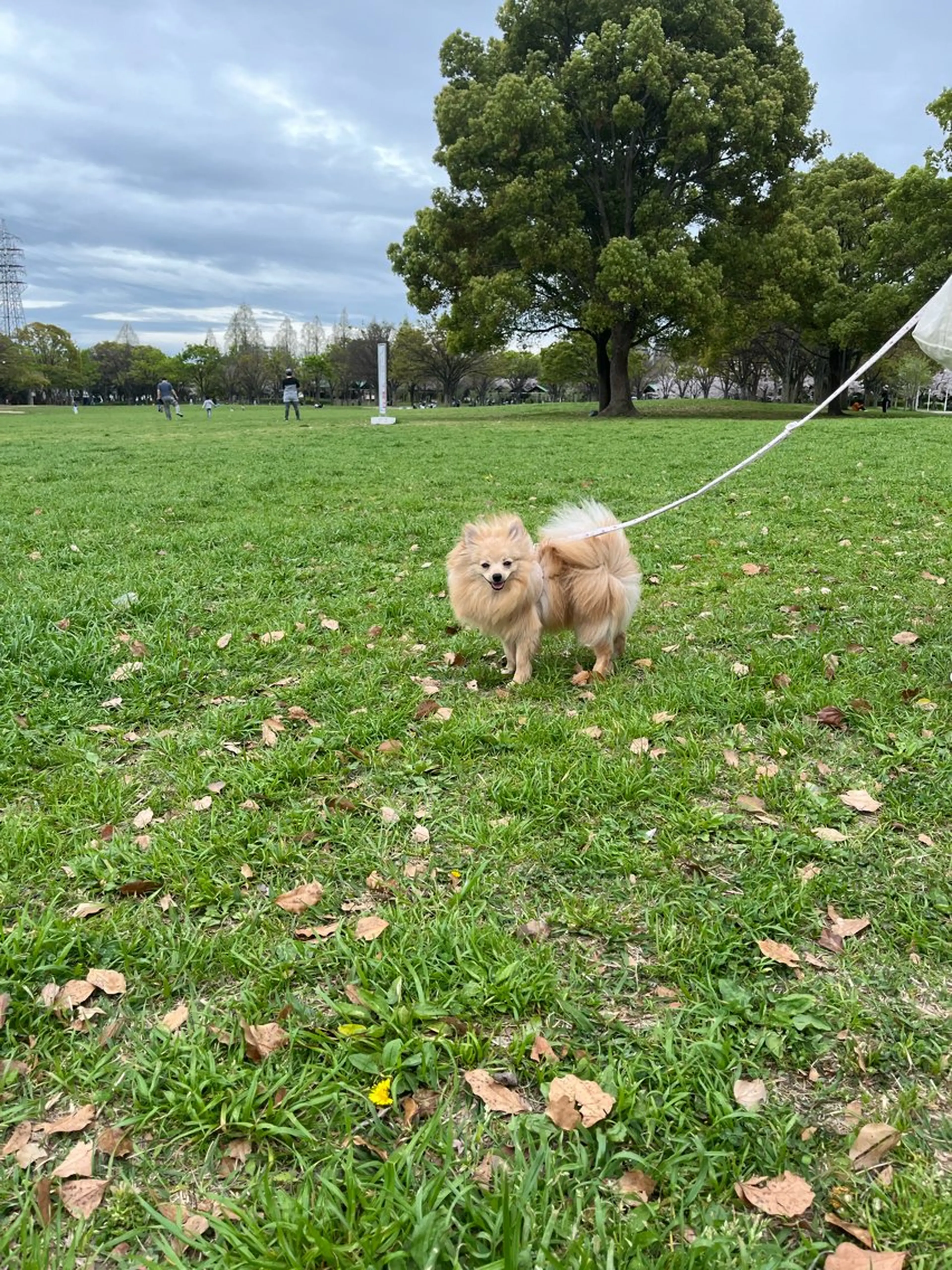 紙屋 隼人のヘアスタイル