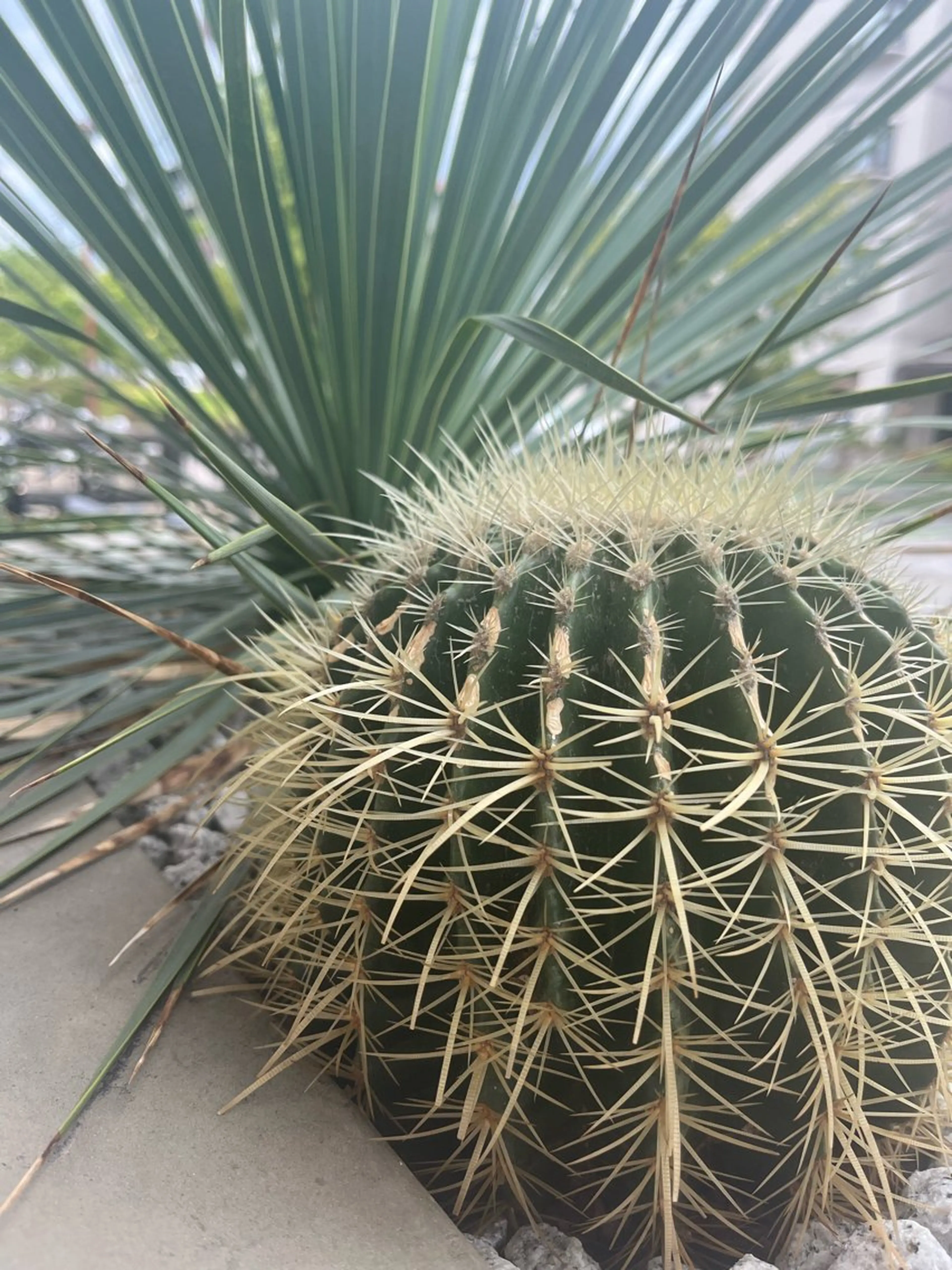 Emma ecole所属・Emma ecole /栄/RIOのヘアスタイル