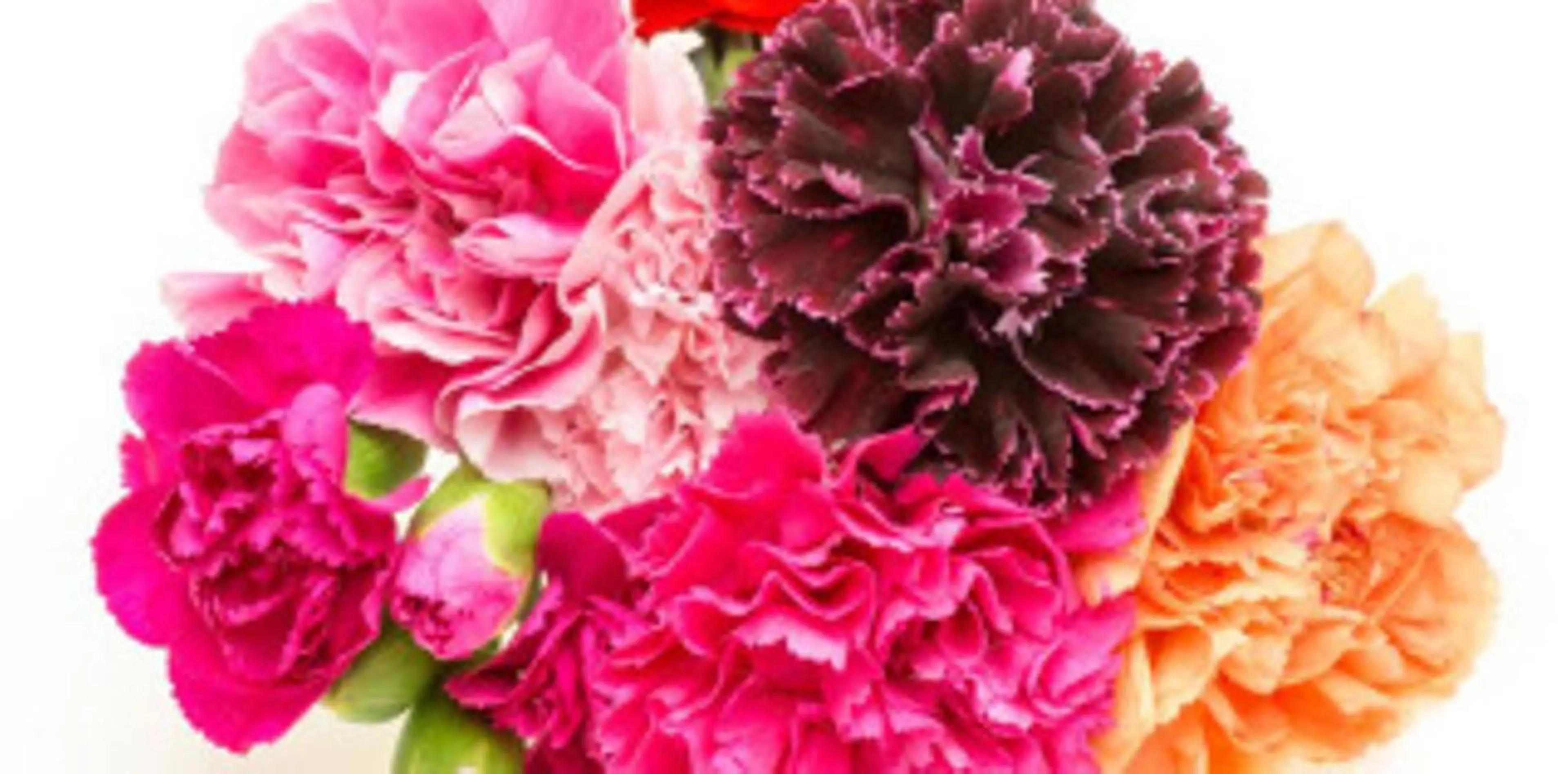 田中 実咲のヘアスタイル