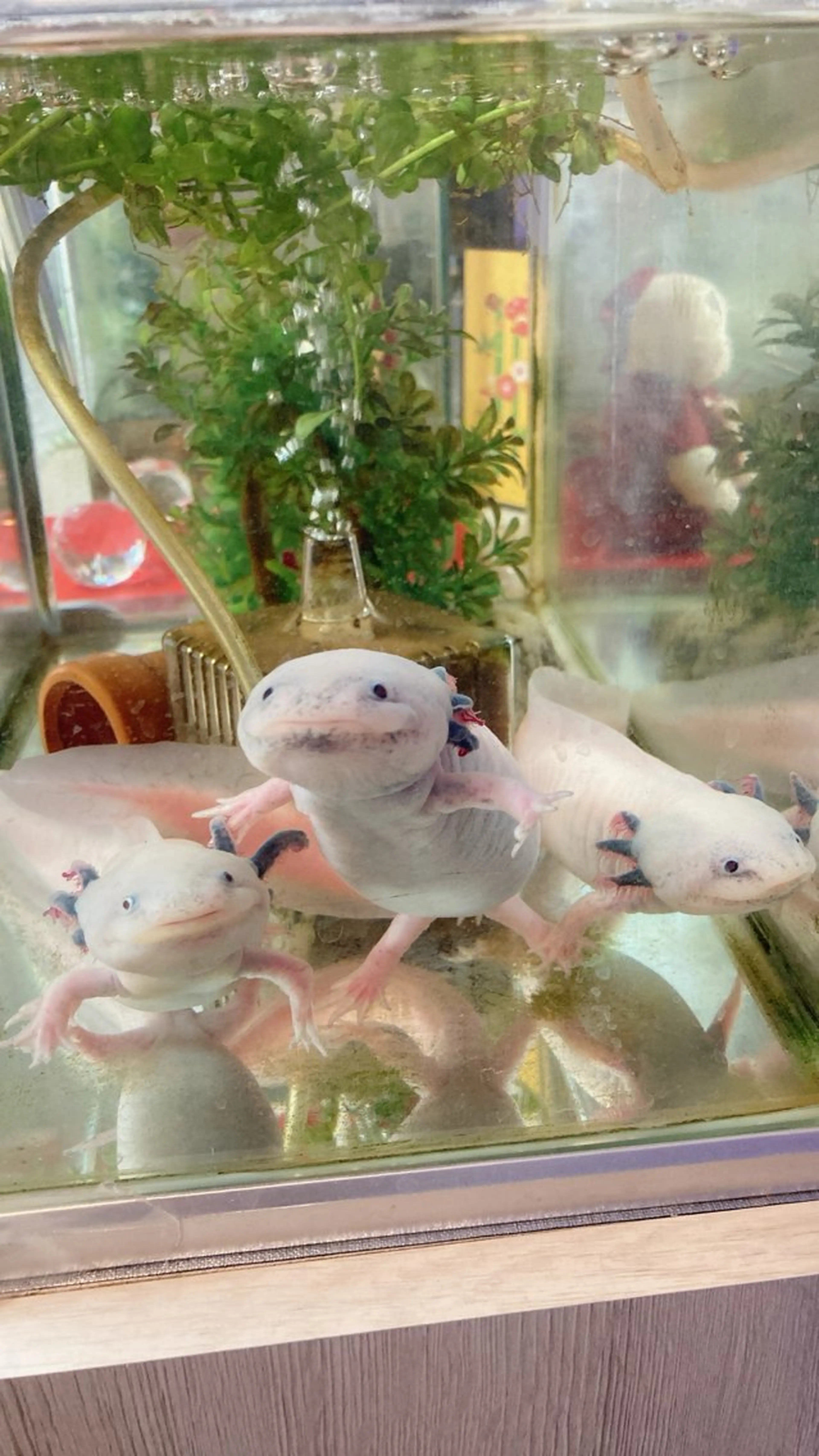 MIX脱毛 リュミエールアンジュのエステ・リラクイメージ