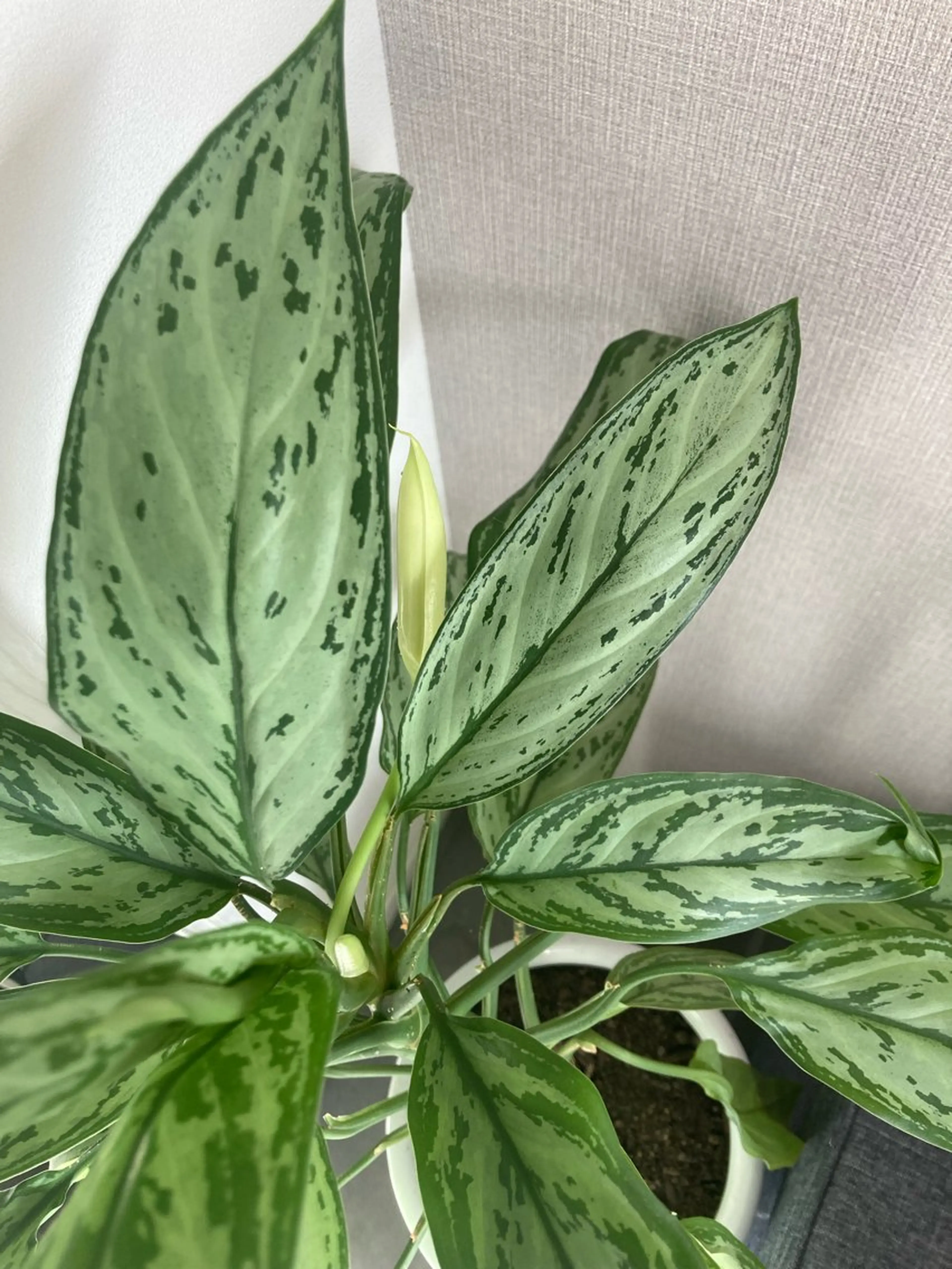 フェイシャルサロン ビアンカガーデンのエステ・リラクイメージ