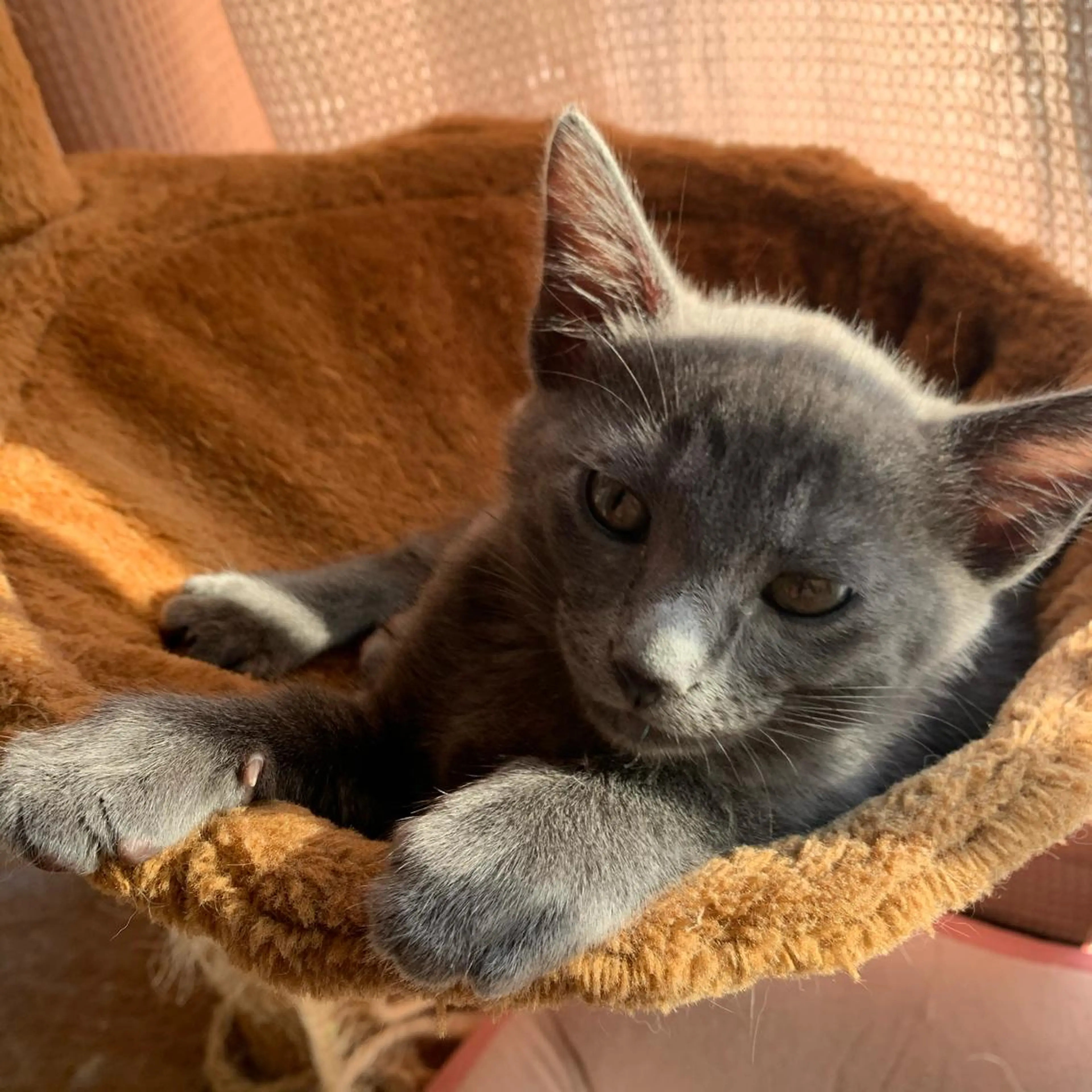 ネイル NailSpace 猫のいるネイルサロンのネイルデザイン