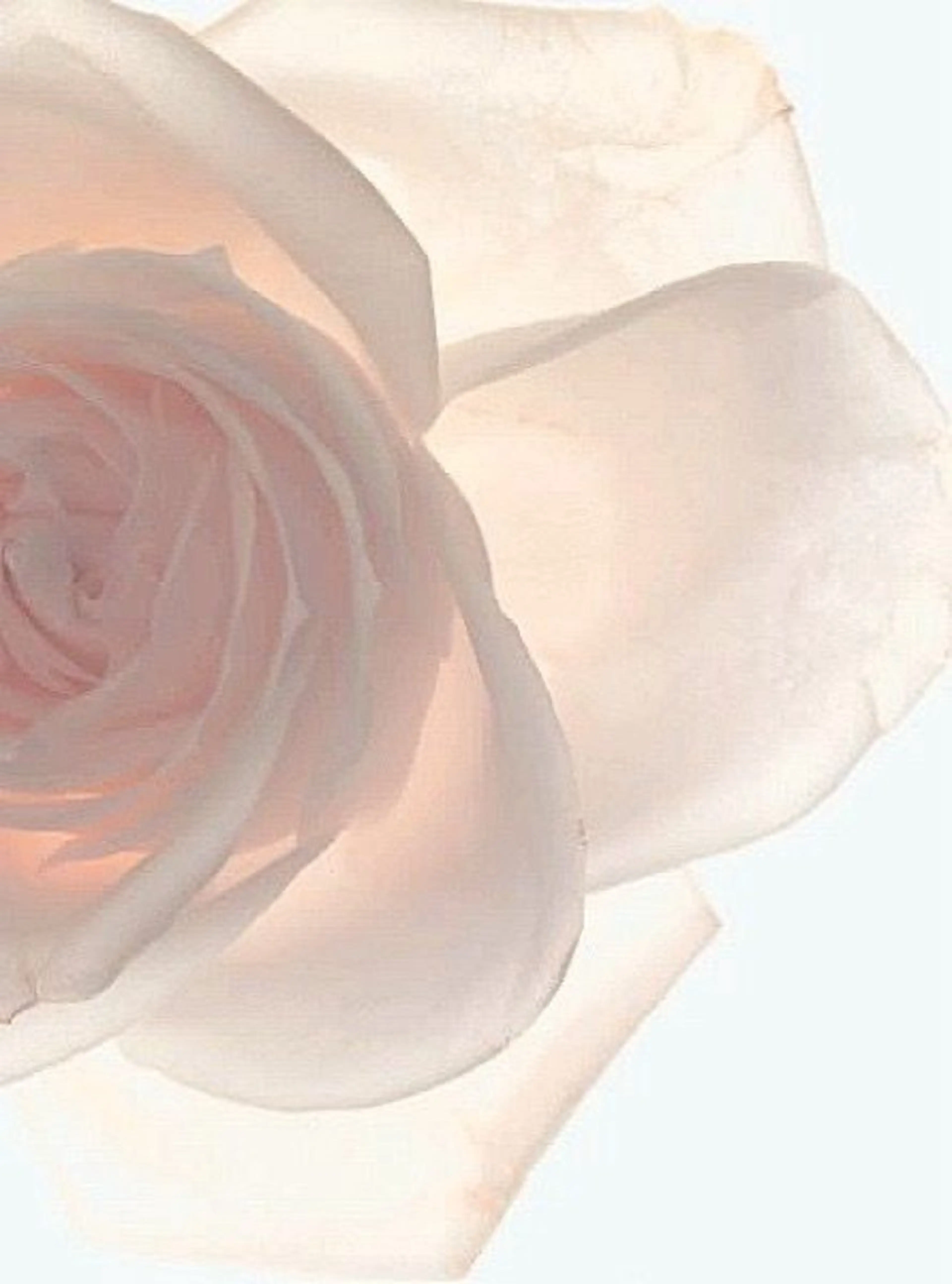 艶玉フェイシャルWax【プレミアム】✨つるんと艶肌/再来様 7800円の写真