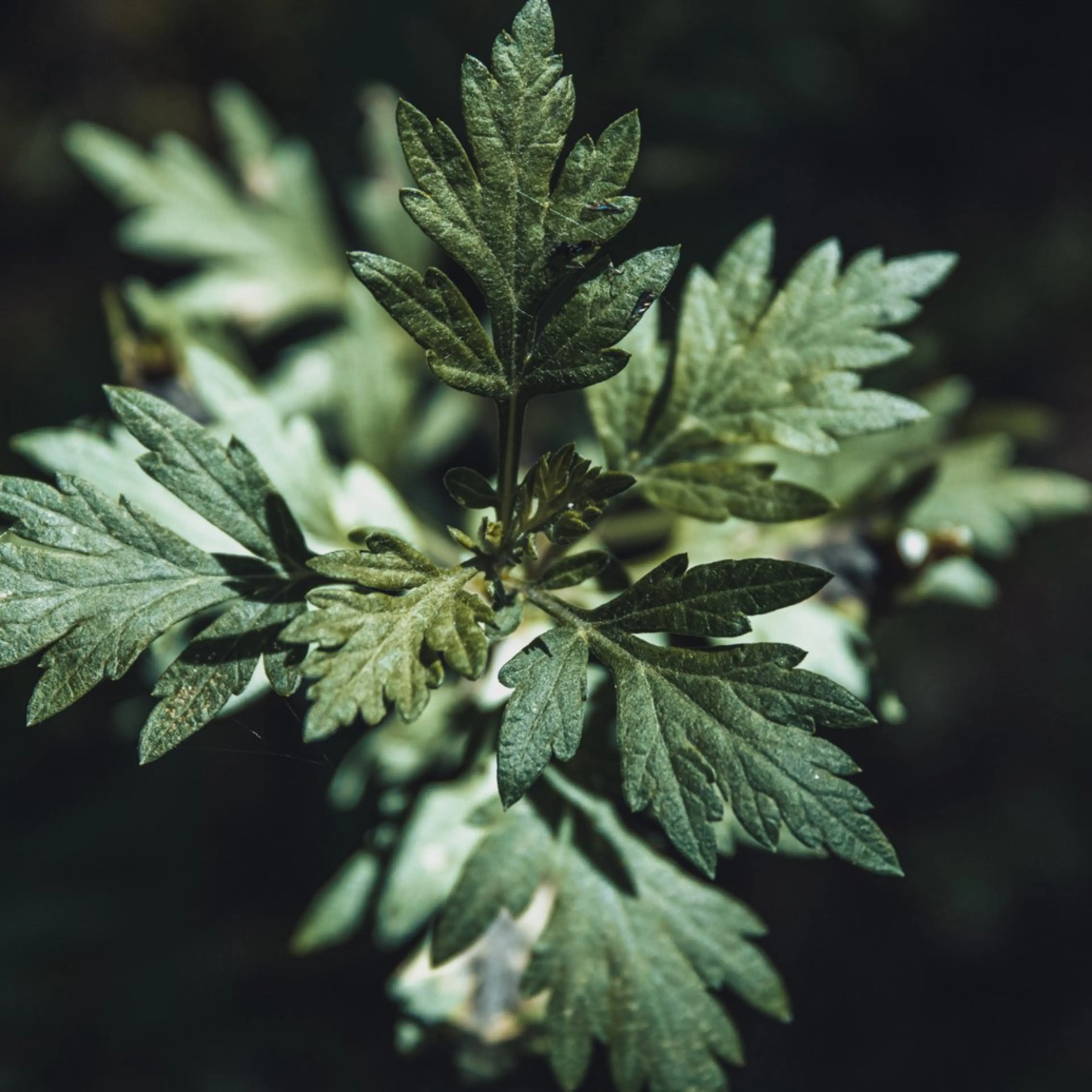 温活🌿よもぎ蒸し｜30分｜自律神経の乱れにの写真