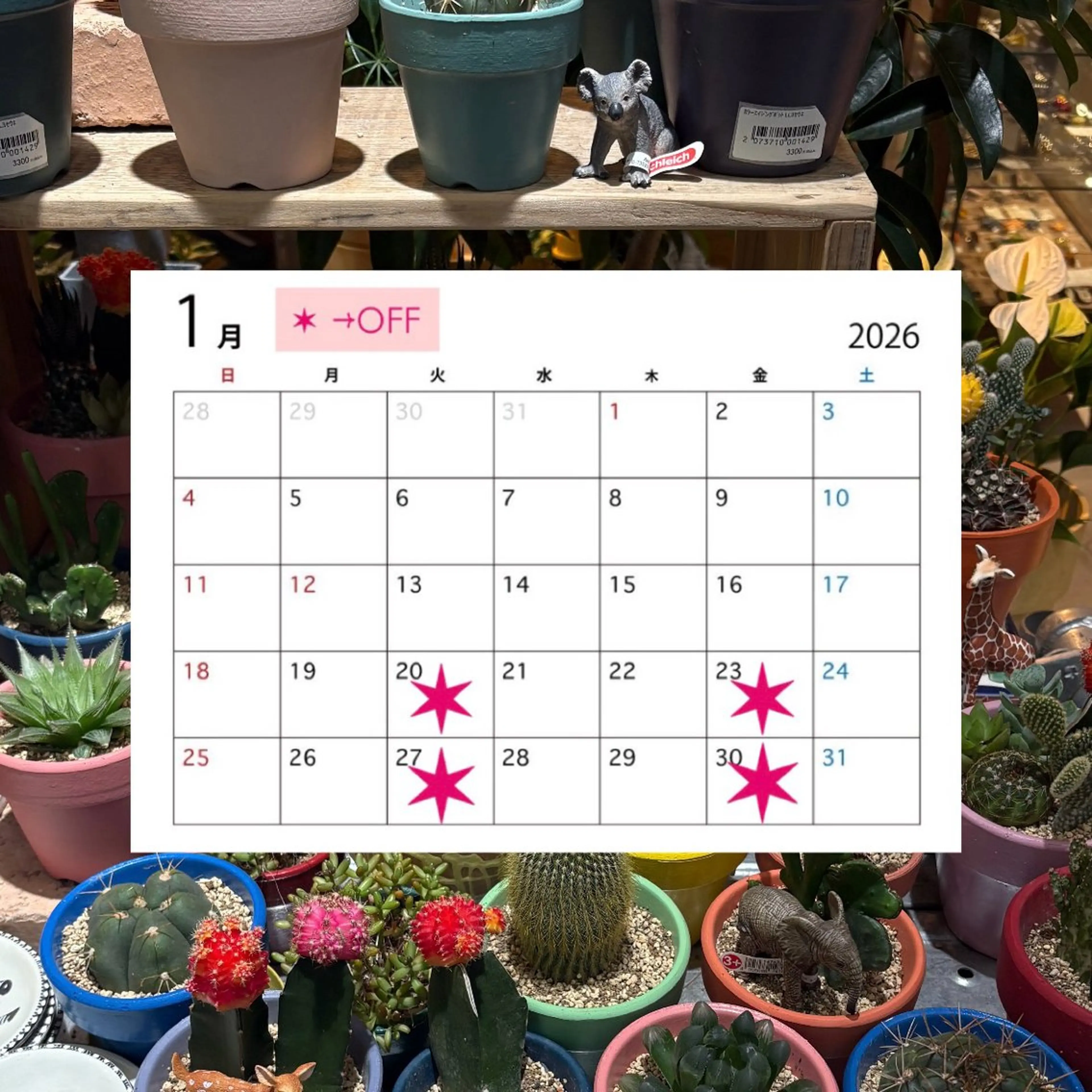 🌺chord /momone🌺のヘアスタイル