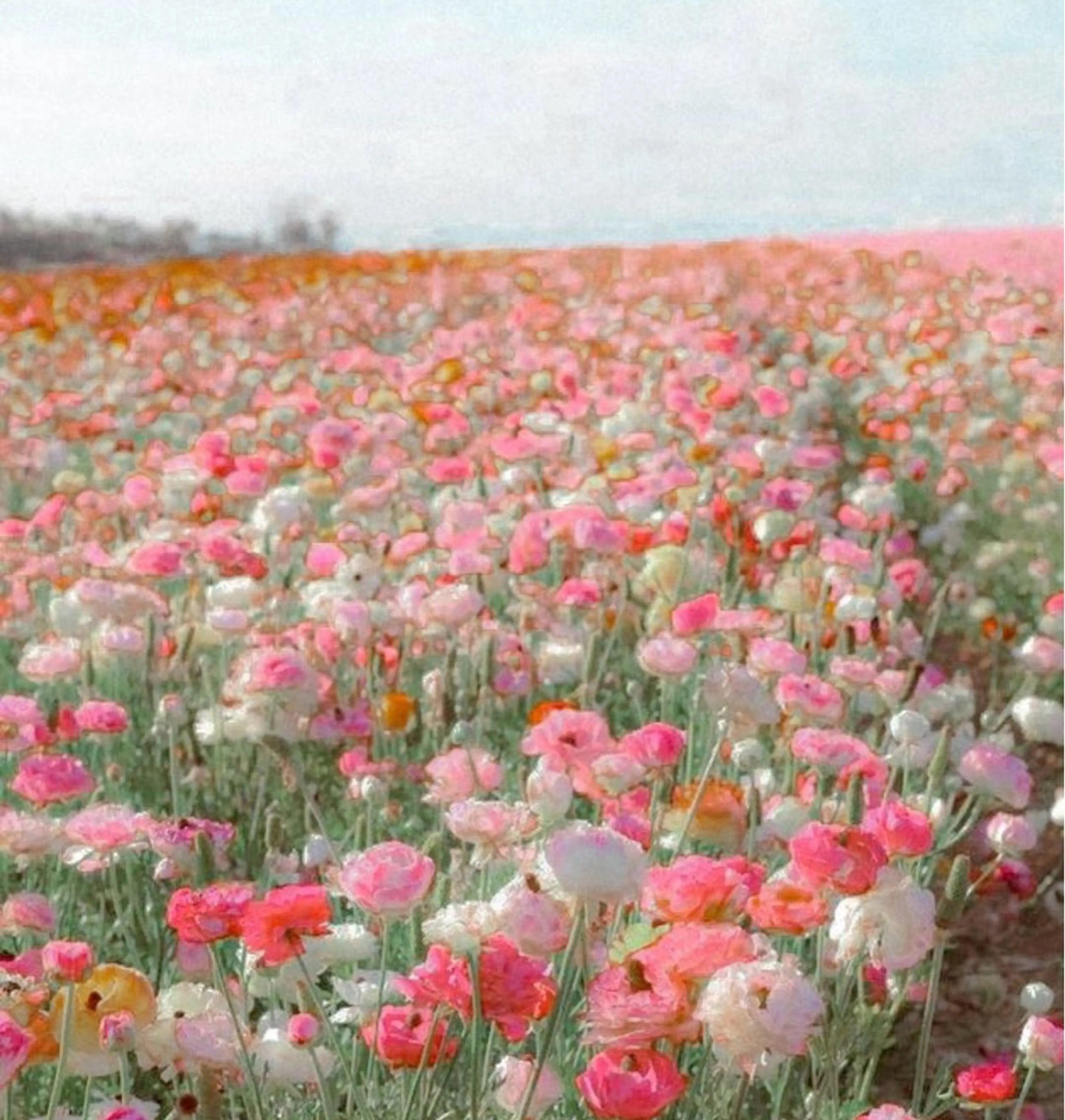 Palum Airiのその他イメージ