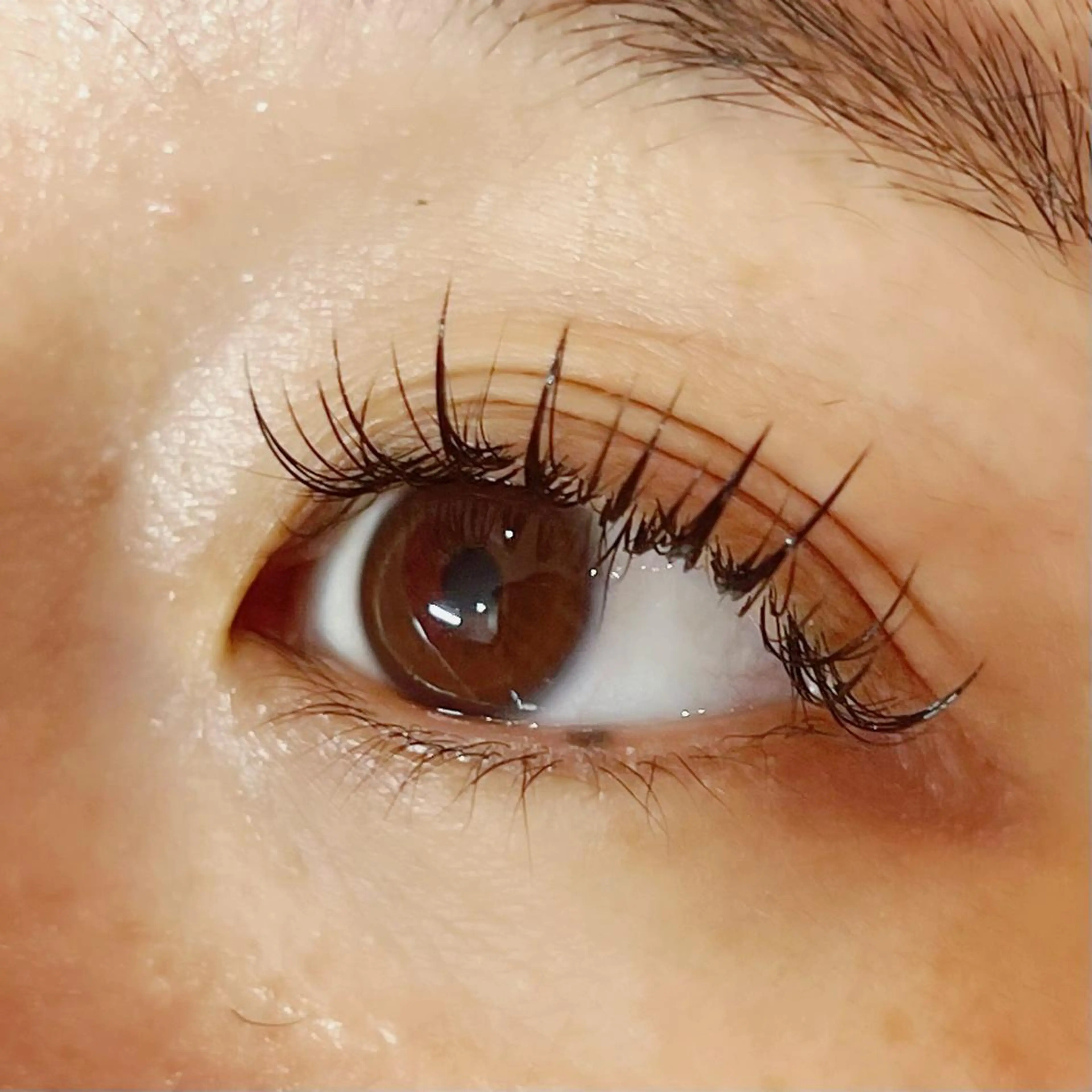 マツエク・マツパ 付け放題 フラットラッシュ 🧸Celeste Venusのマツエク・マツパデザイン