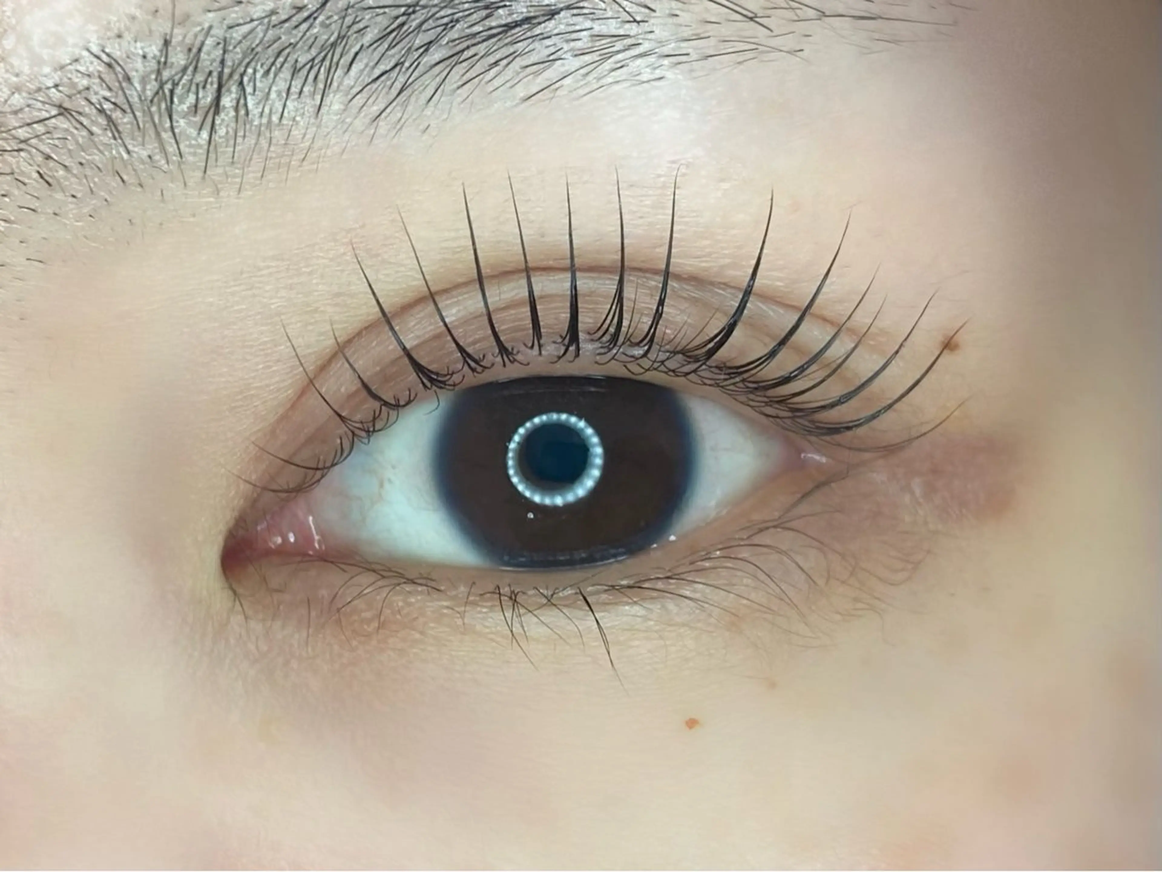 🌹【再来】パリジェンヌラッシュリフト🌹の写真