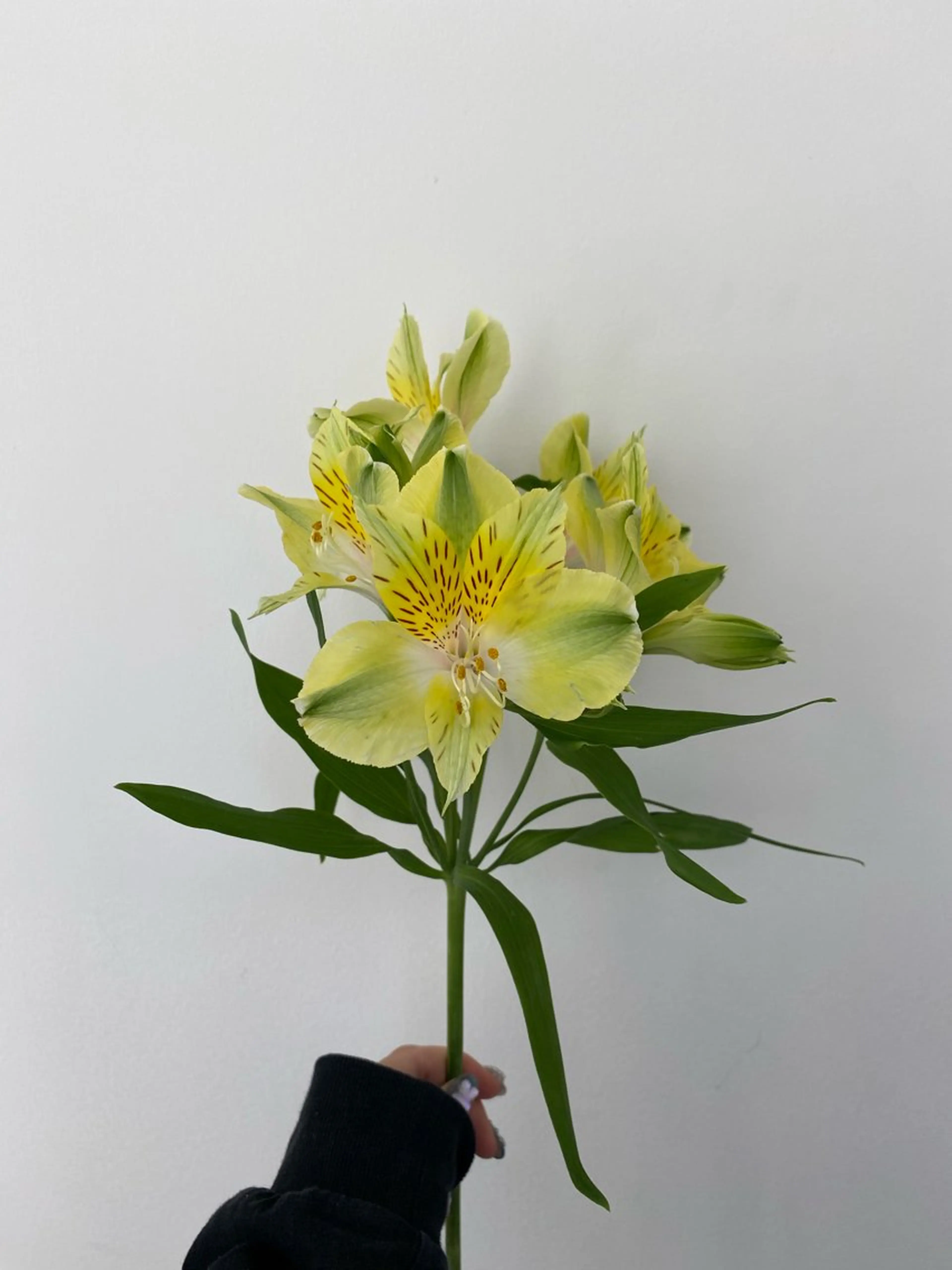 カット ヘアカラー トリートメント 🌻花屋併設🌻濱 幸帆のヘアスタイル