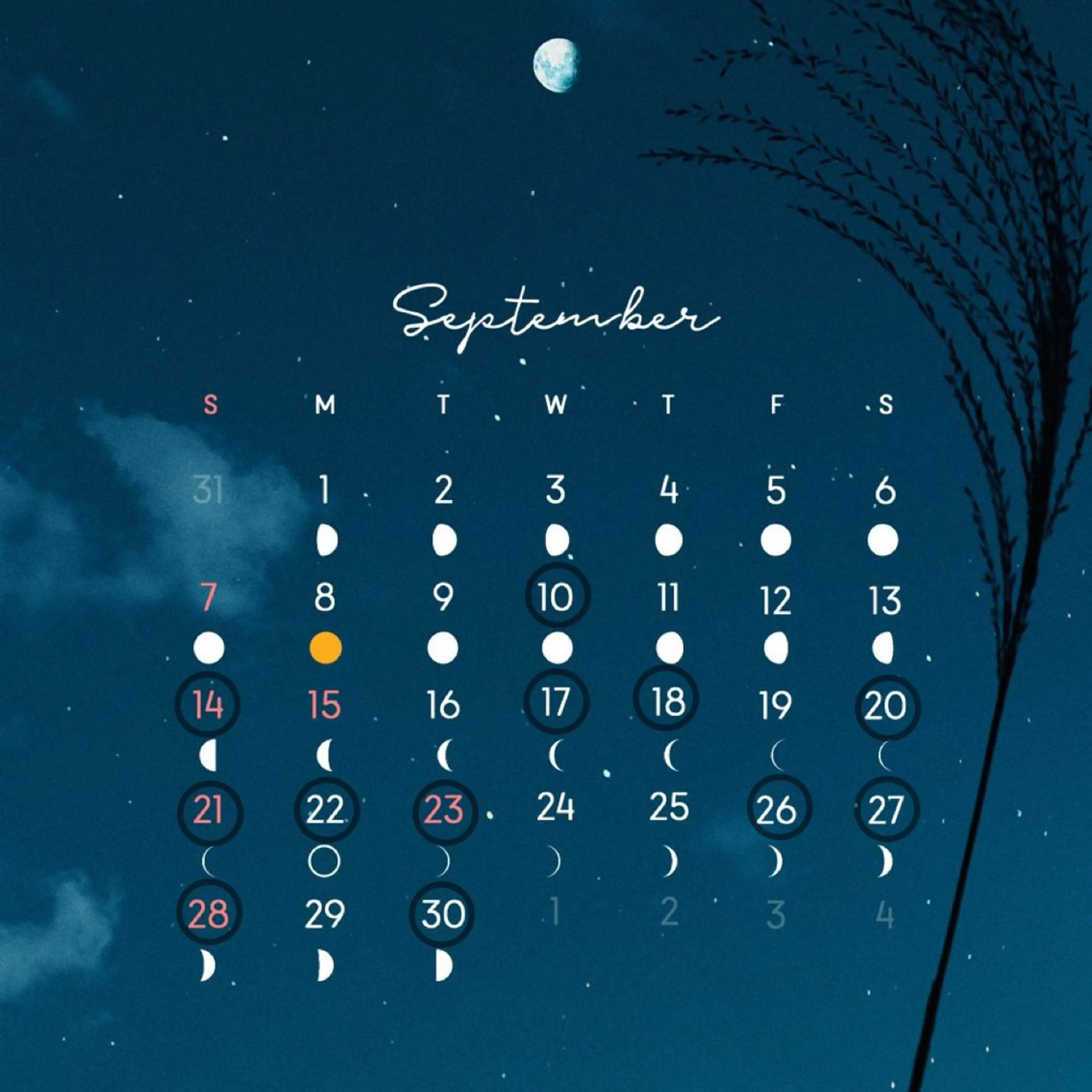 🌿ヘッドスパ🌿‬ 星沙那梨のエステ・リラクイメージ